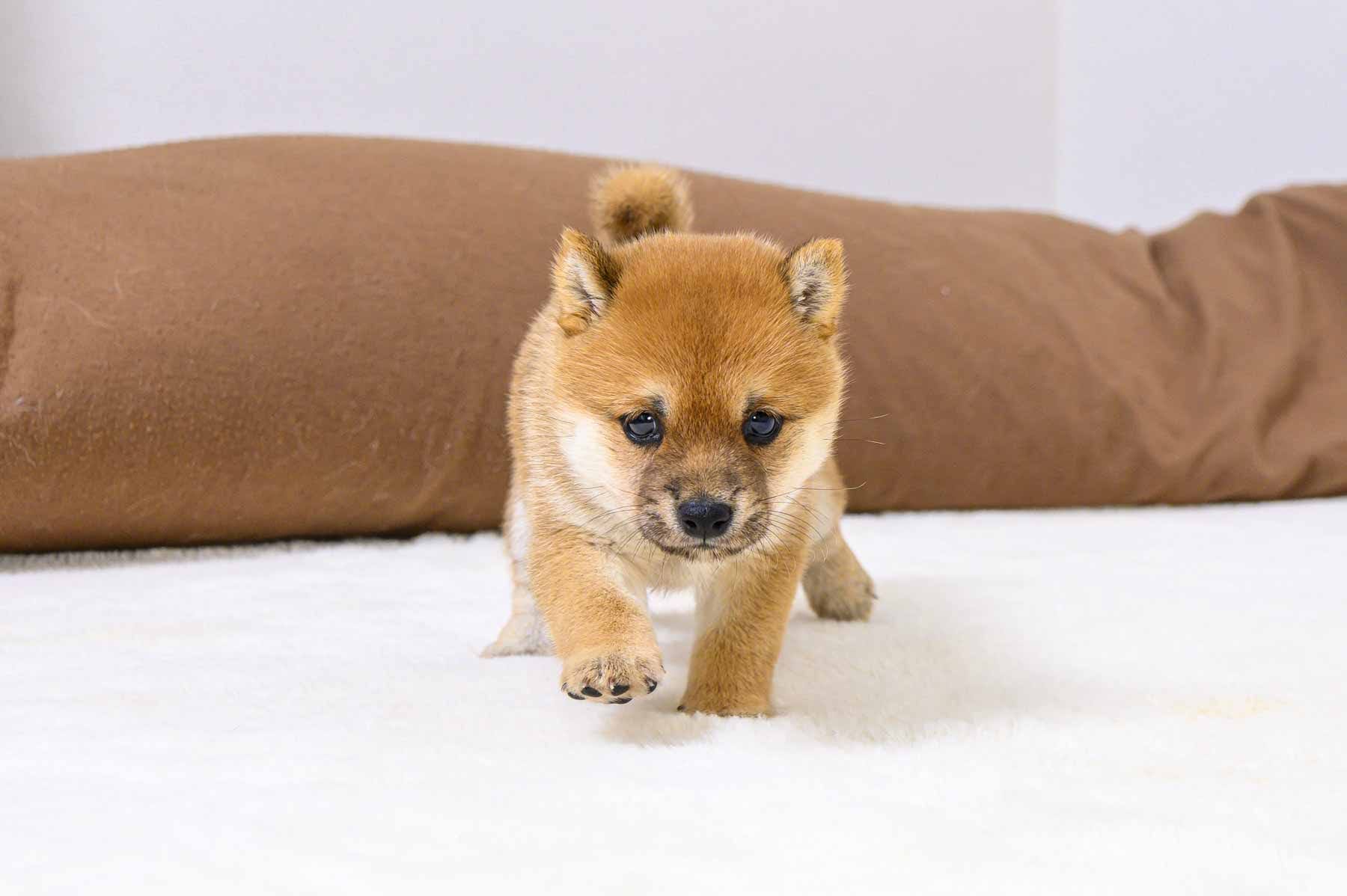 豆柴犬 販売子犬番号 かなえちゃん 写真2
