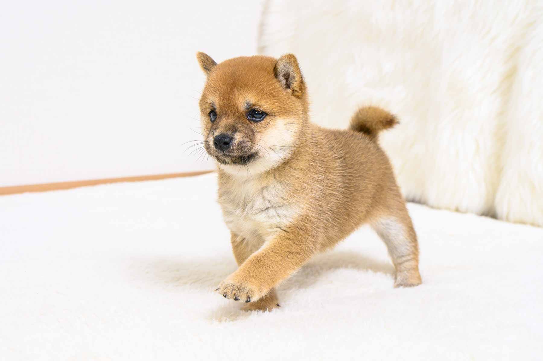 豆柴犬 販売子犬番号 かなえちゃん 写真3