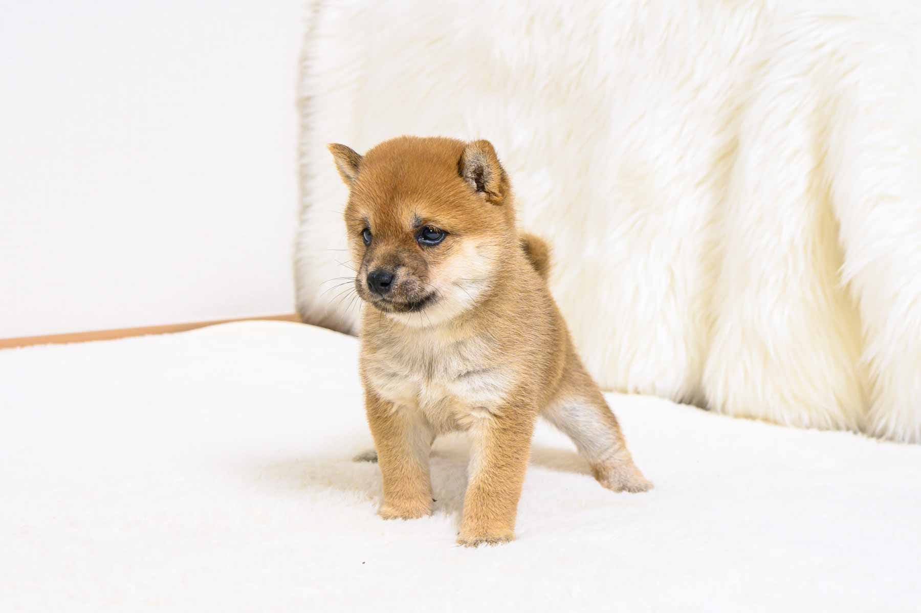豆柴犬 販売子犬番号 かなえちゃん 写真4