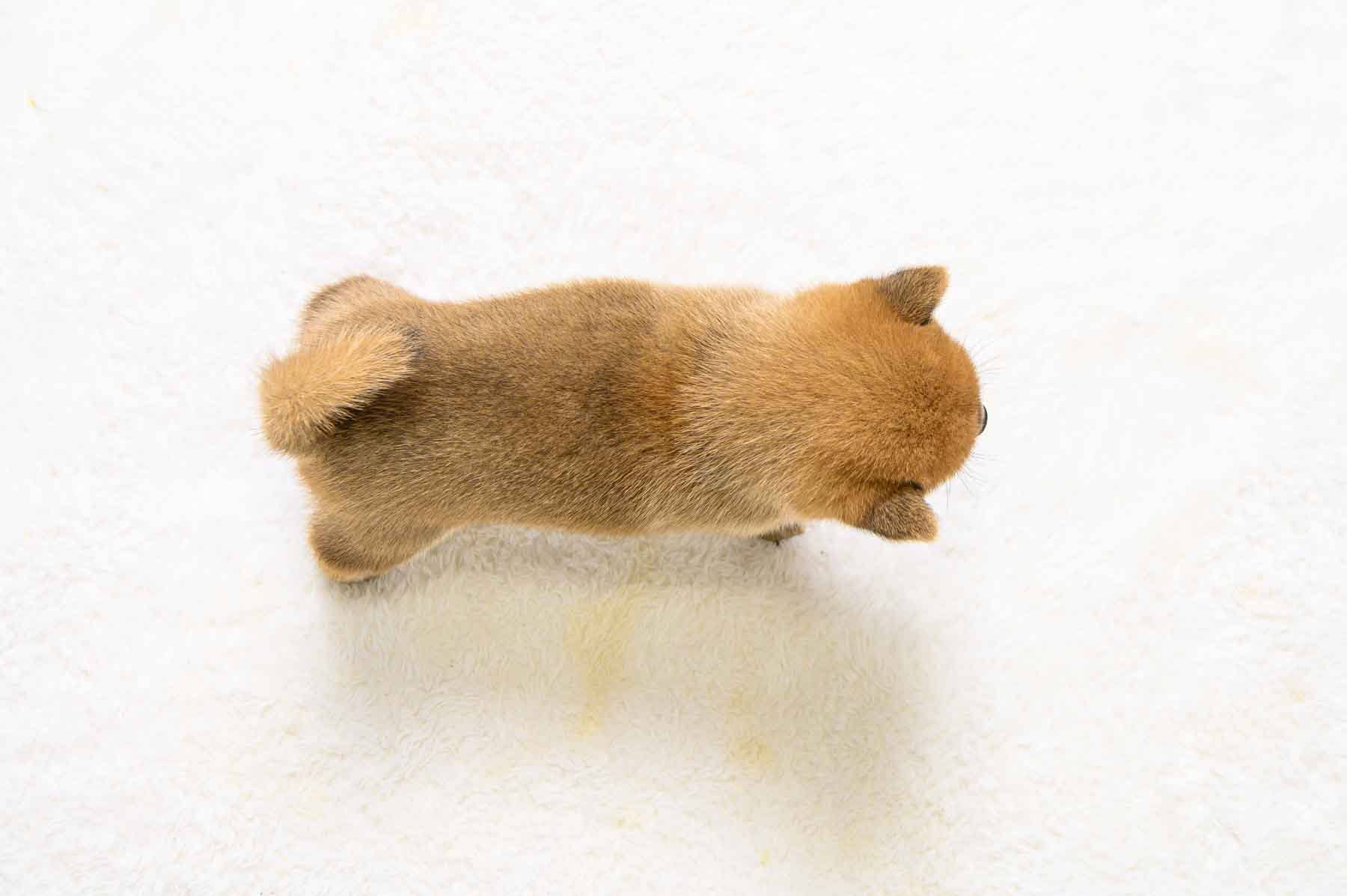 豆柴犬 販売子犬番号 かなえちゃん 写真5