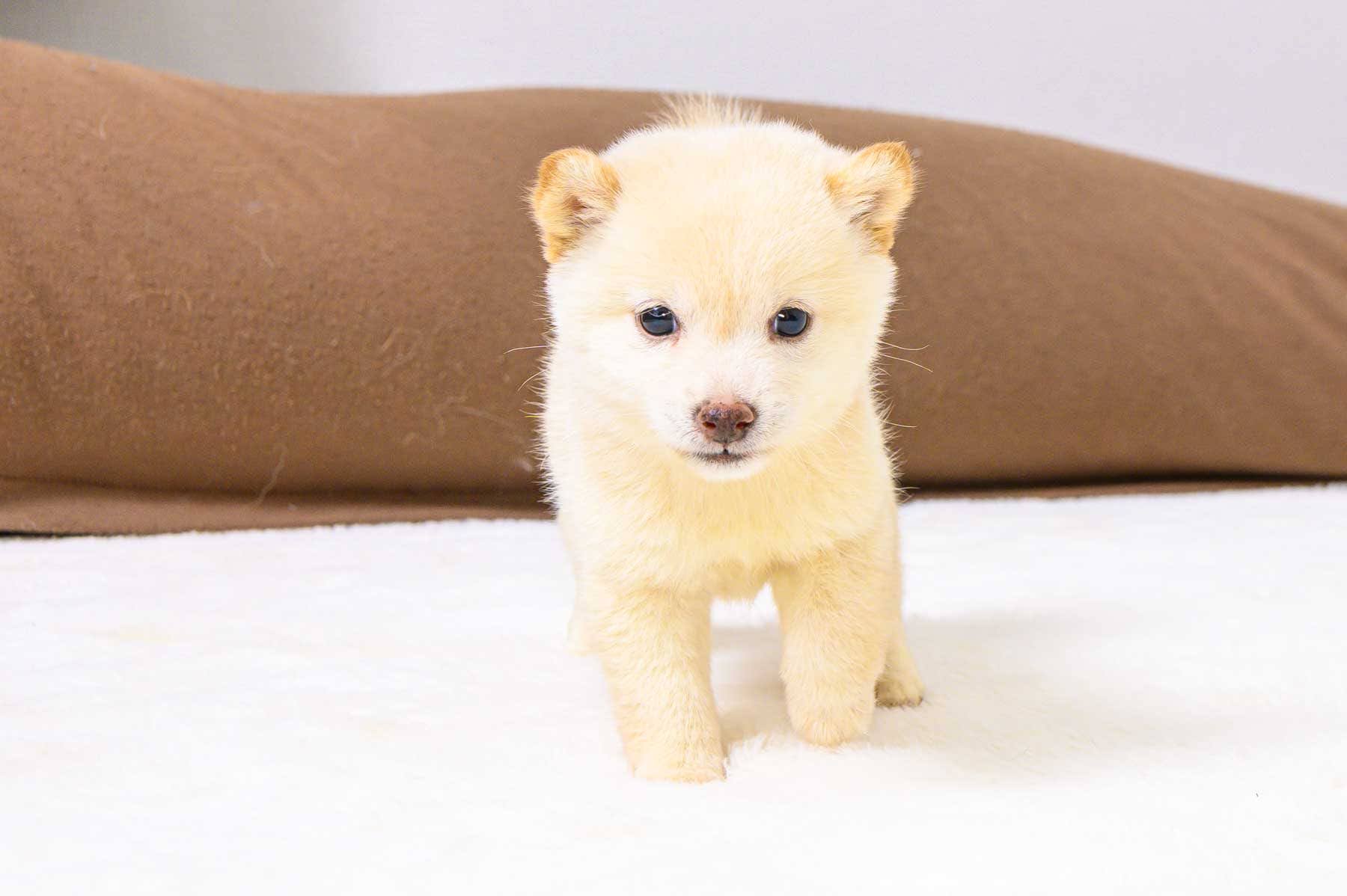 豆柴犬 販売子犬番号 まなみちゃん 写真2