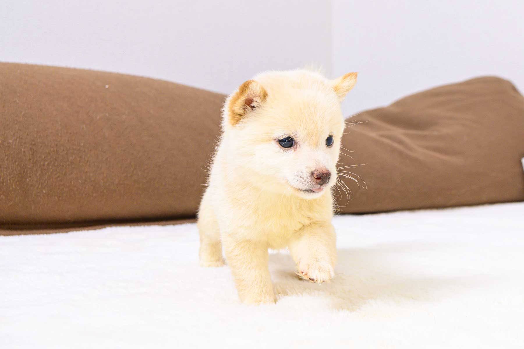 豆柴犬 販売子犬番号 まなみちゃん 写真3