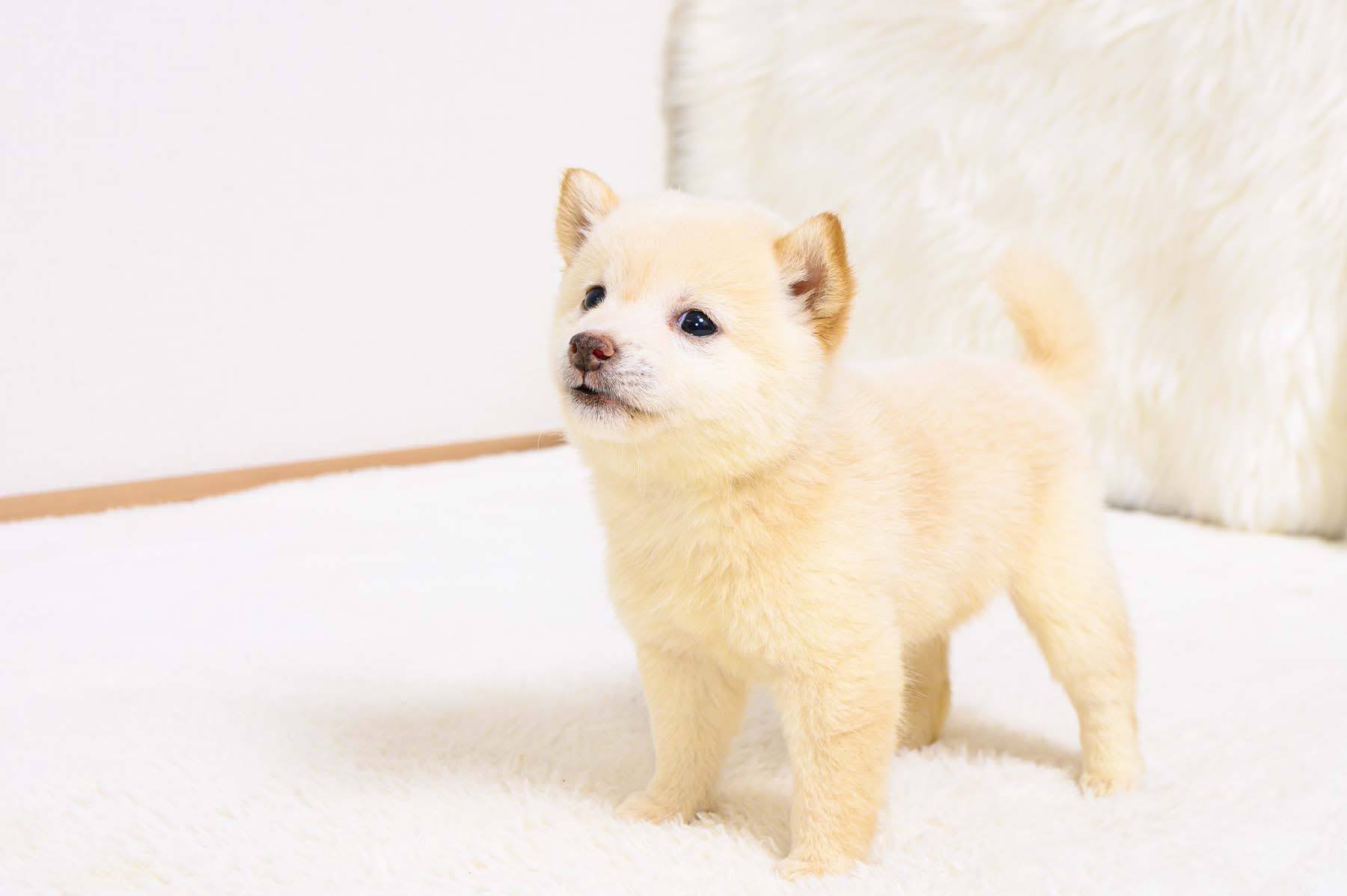 豆柴犬 販売子犬番号 まなみちゃん 写真4
