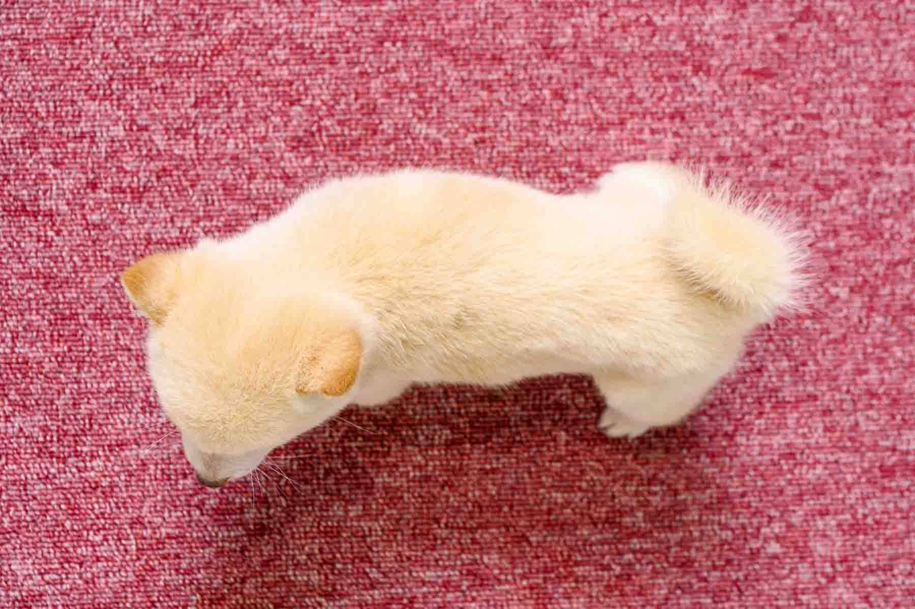 豆柴犬 販売子犬番号 まなみちゃん 写真5