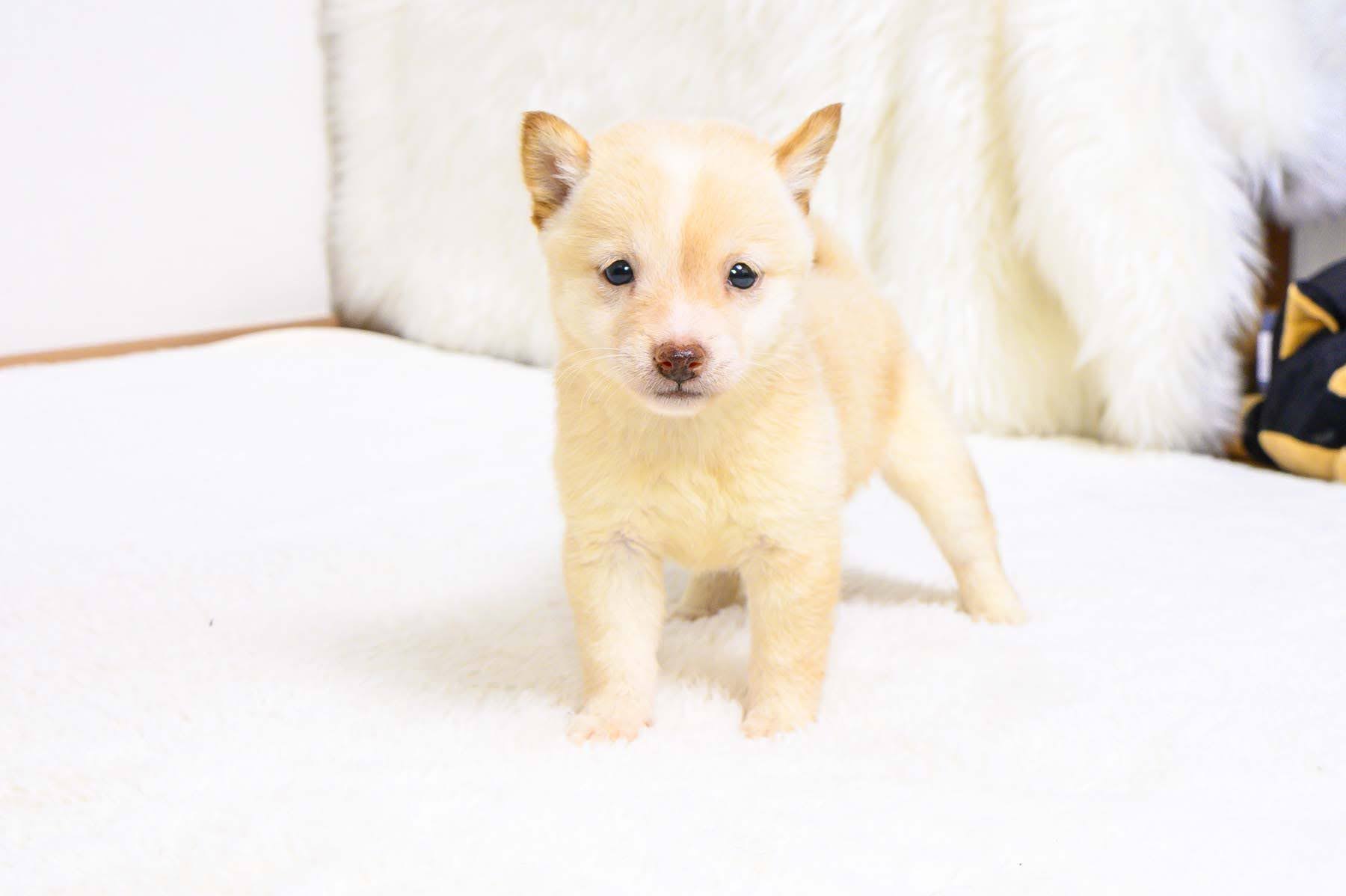 豆柴犬 販売子犬番号 りんかちゃん 写真2
