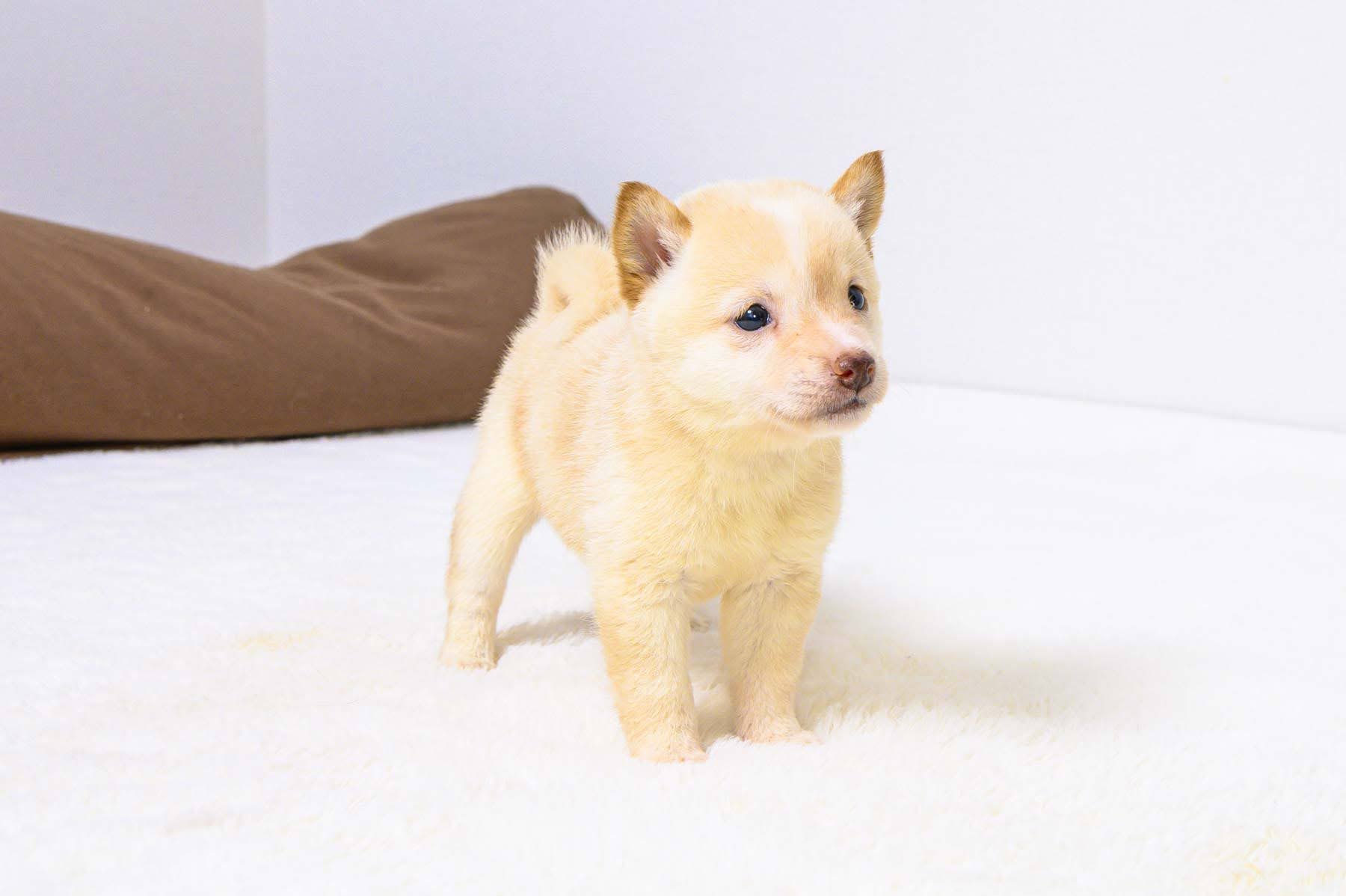 豆柴犬 販売子犬番号 りんかちゃん 写真3