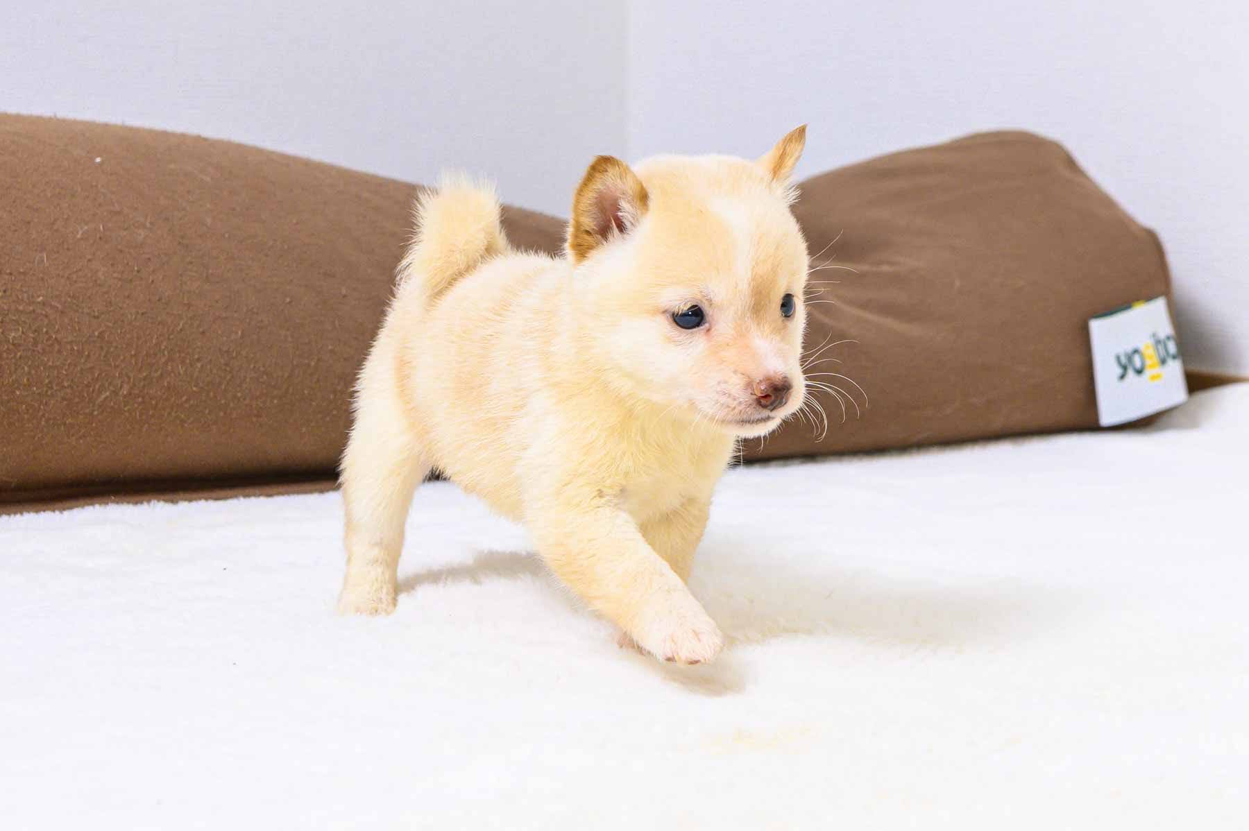 豆柴犬 販売子犬番号 りんかちゃん 写真4