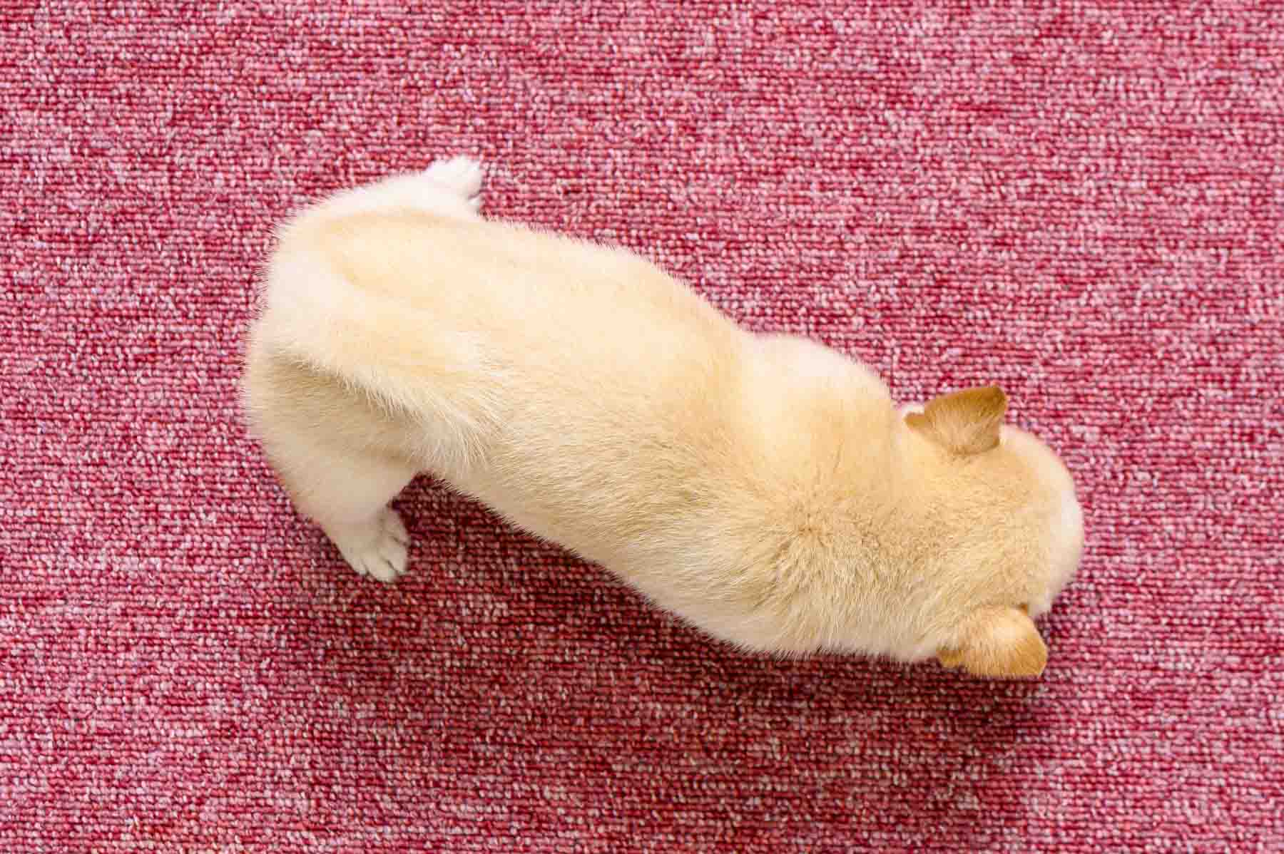 豆柴犬 販売子犬番号 りんかちゃん 写真5