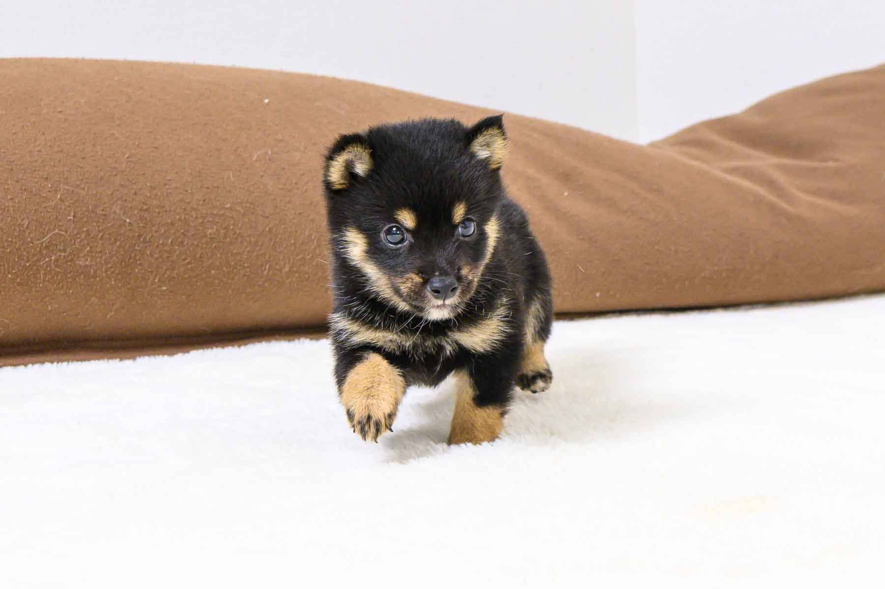 豆柴犬 販売子犬番号 すばるくん 写真2