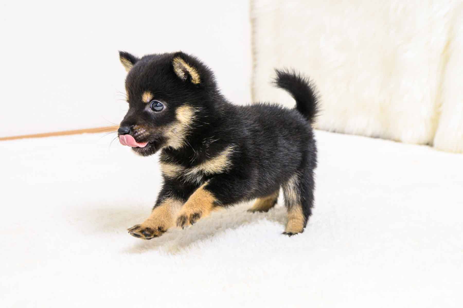 豆柴犬 販売子犬番号 すばるくん 写真3