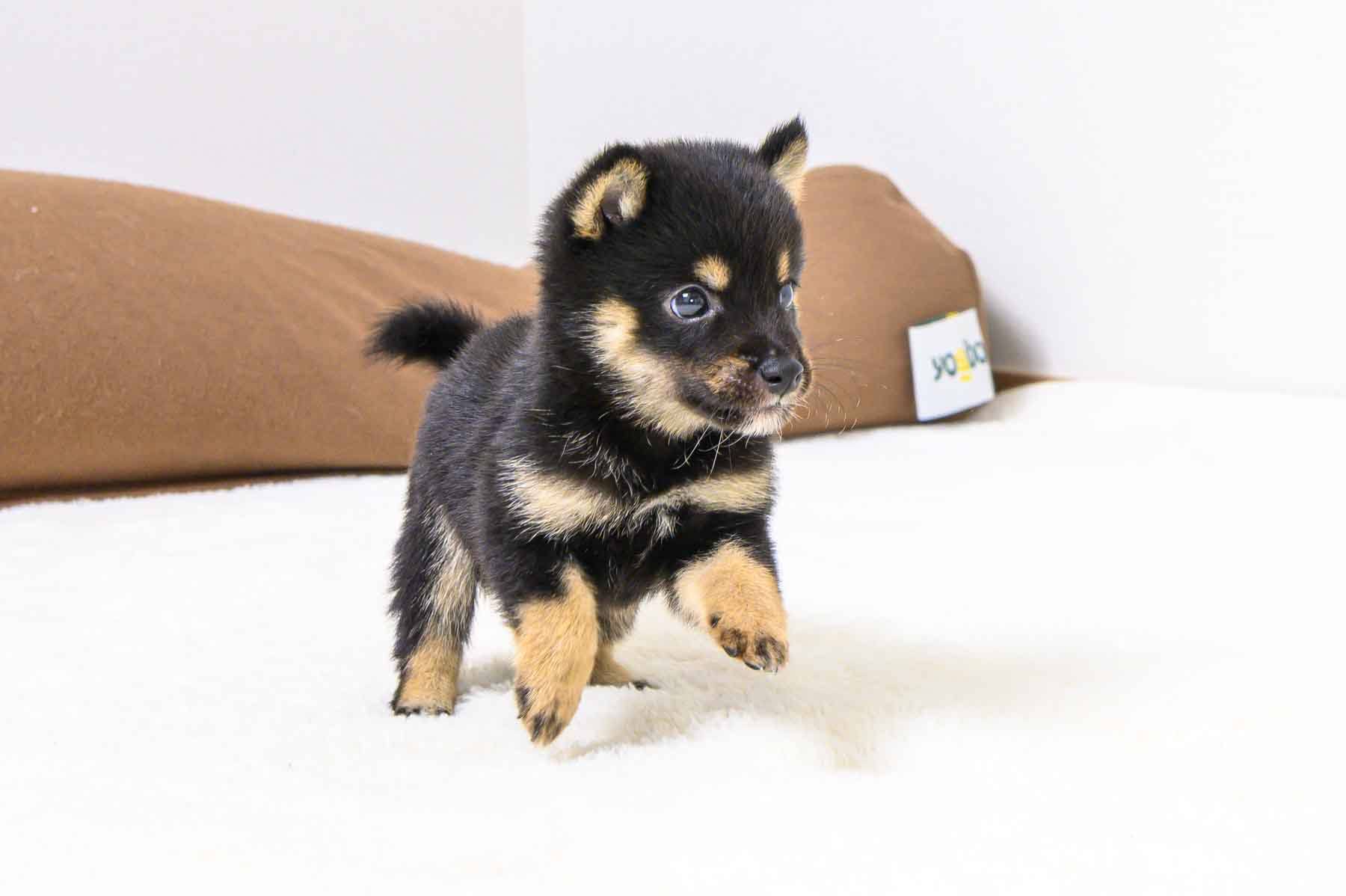 豆柴犬 販売子犬番号 すばるくん 写真4