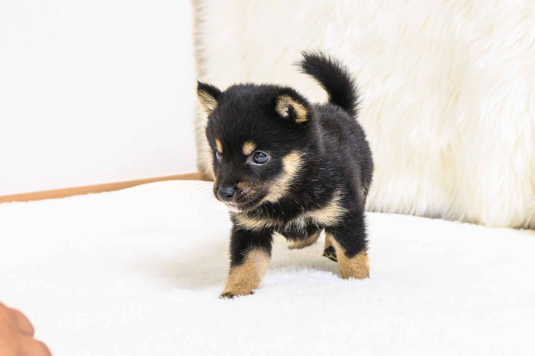 豆柴犬 販売子犬番号 すばるくん 写真5