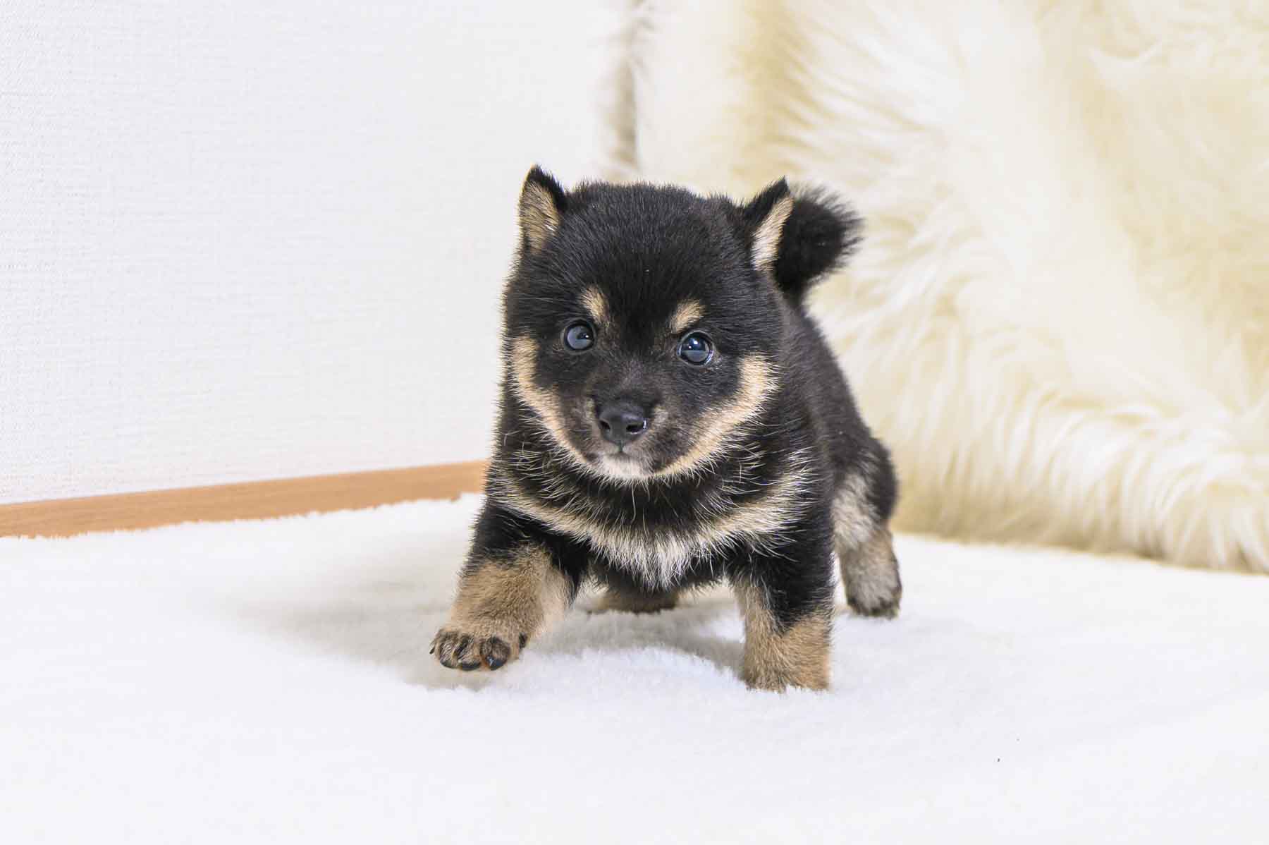 豆柴犬 販売子犬番号 あきたかくん 写真2