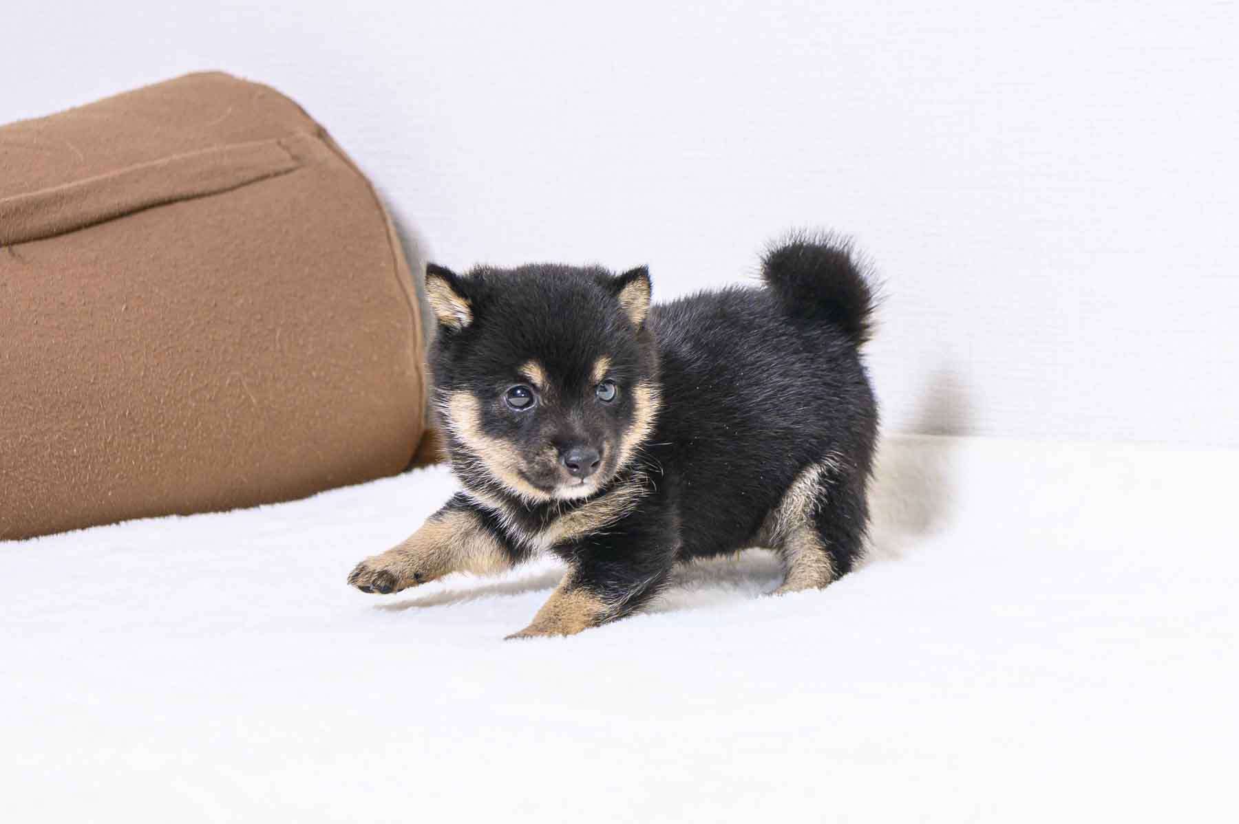 豆柴犬 販売子犬番号 あきたかくん 写真3