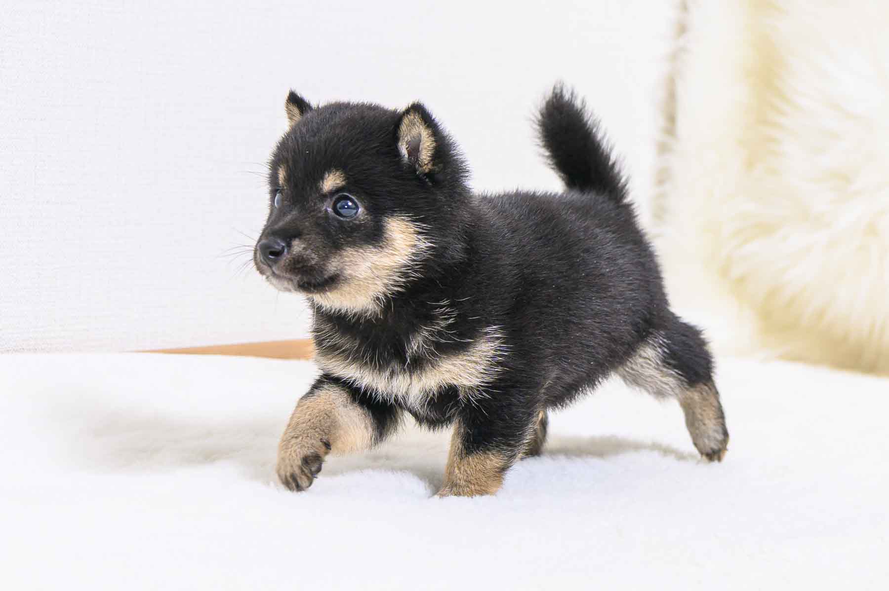 豆柴犬 販売子犬番号 あきたかくん 写真4
