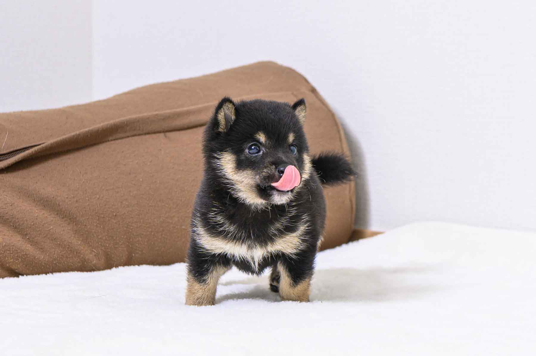 豆柴犬 販売子犬番号 あきたかくん 写真5