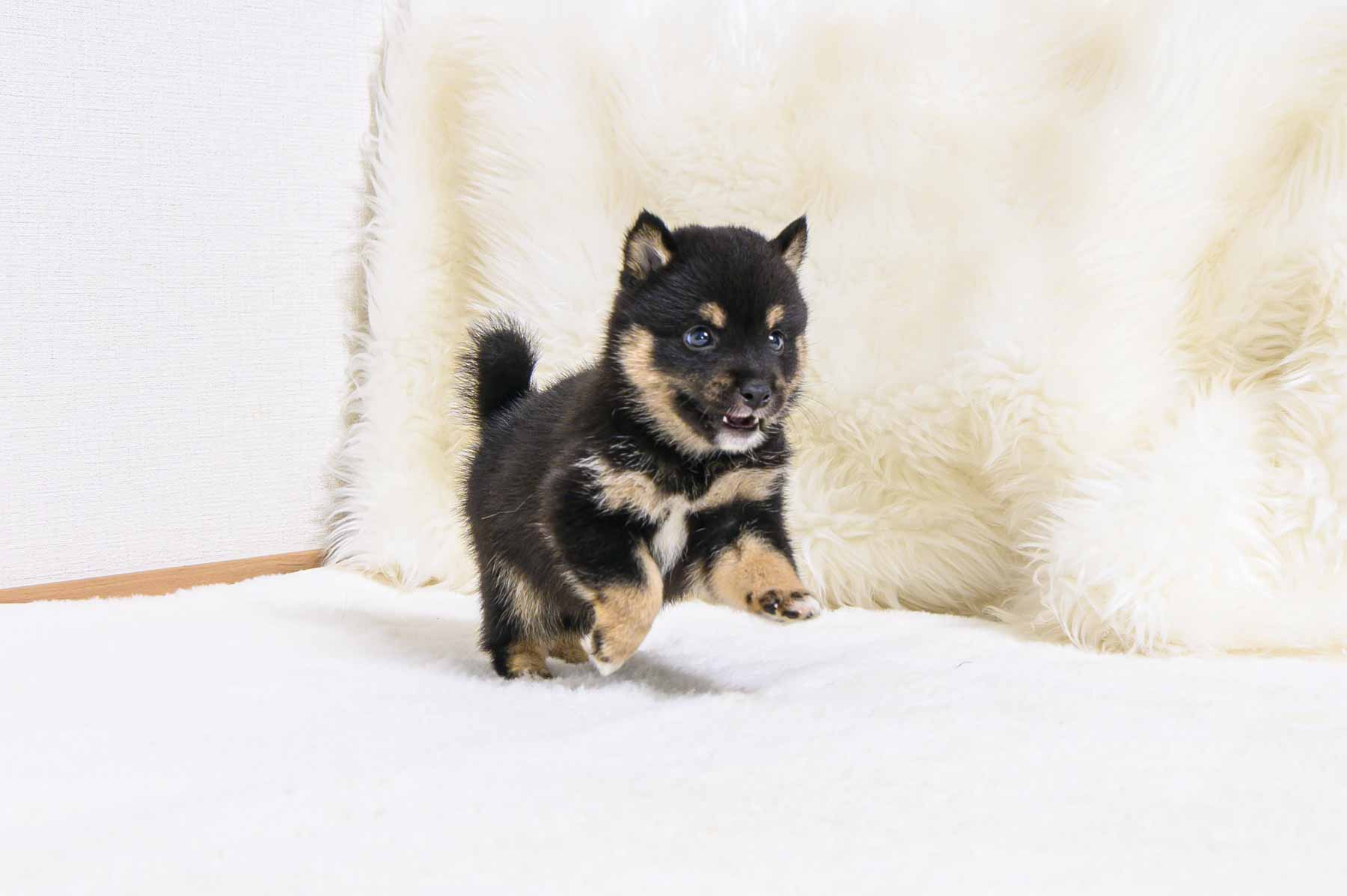 豆柴犬 販売子犬番号 あきとくん 写真2