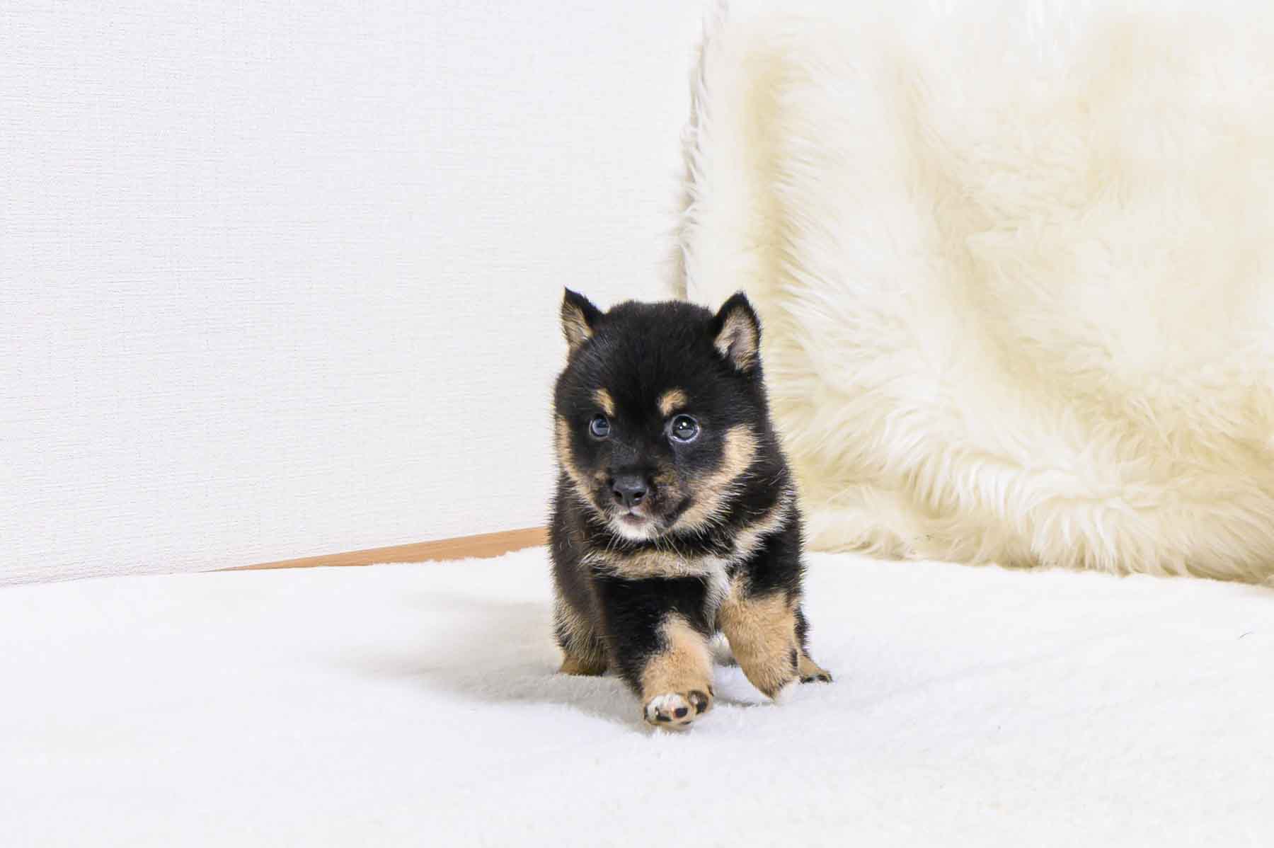 豆柴犬 販売子犬番号 あきとくん 写真3