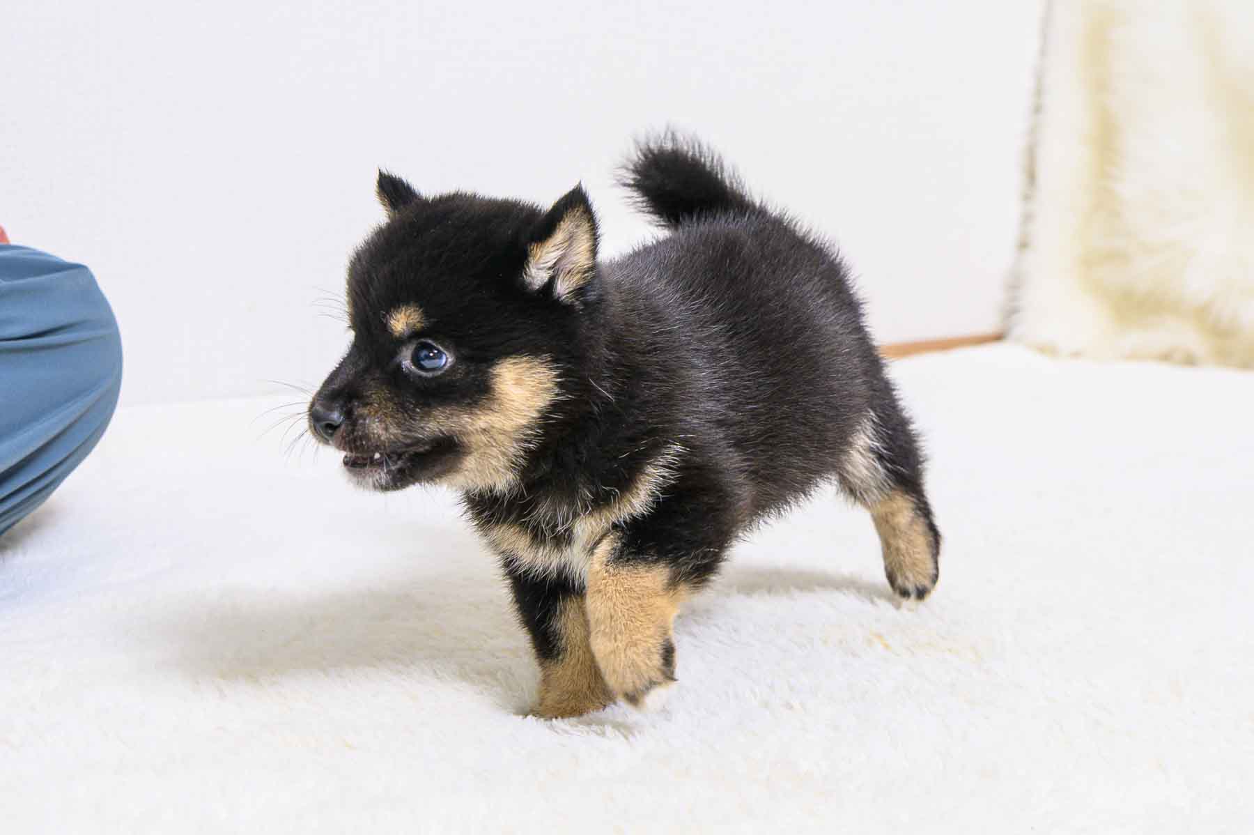 豆柴犬 販売子犬番号 あきとくん 写真4