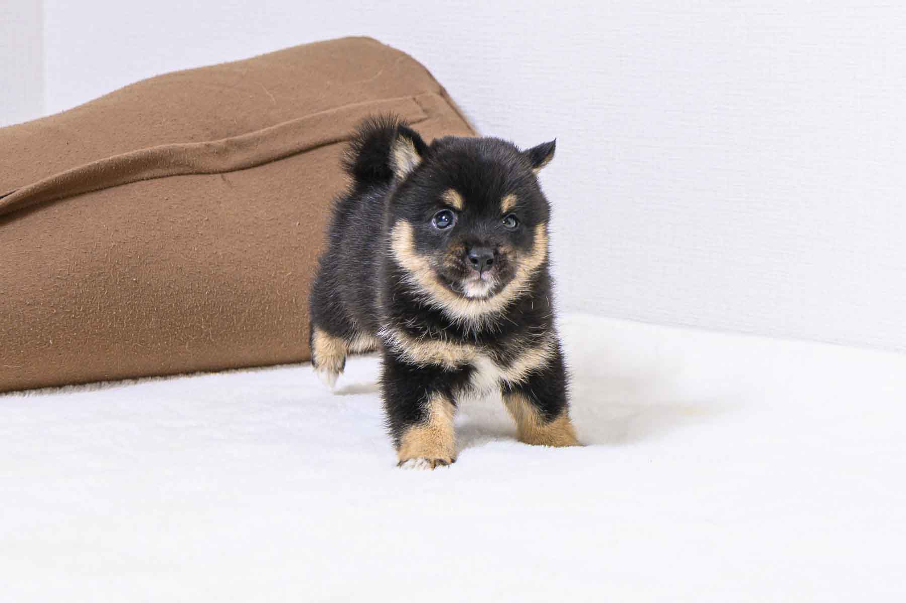 豆柴犬 販売子犬番号 あきとくん 写真5