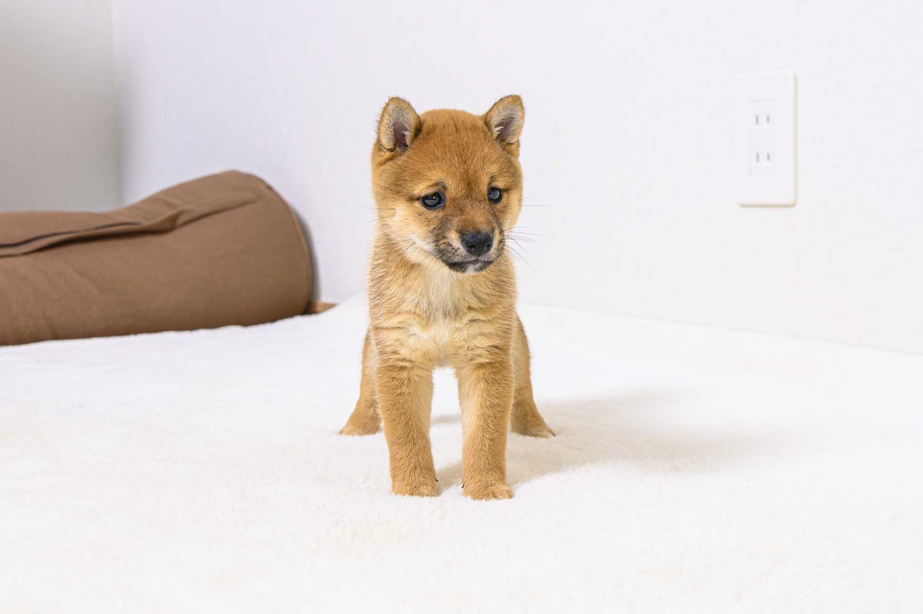 豆柴犬 販売子犬番号 ひとみちゃん 写真2