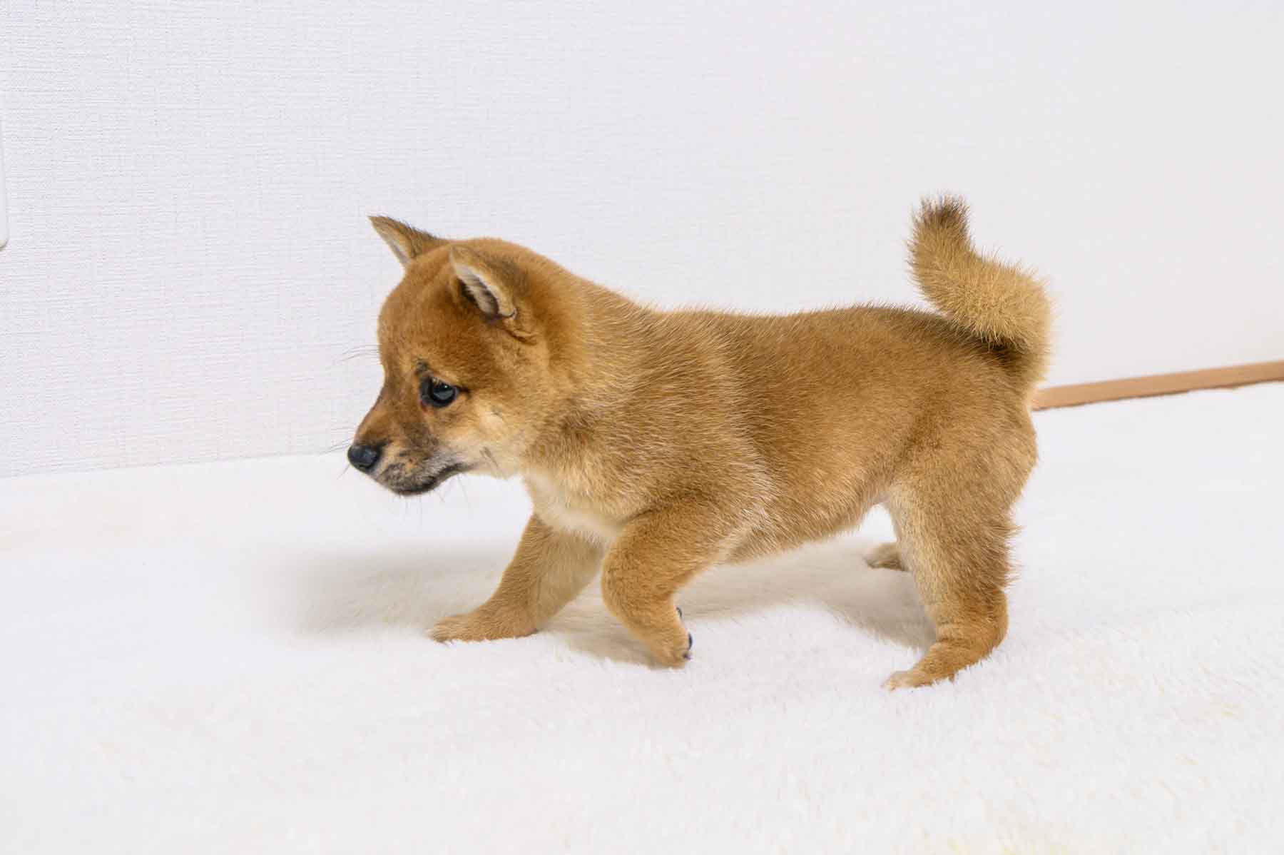 豆柴犬 販売子犬番号 ひとみちゃん 写真3