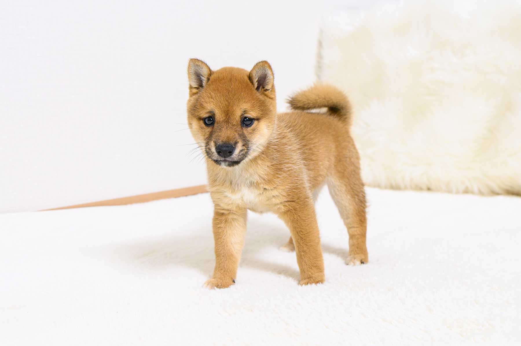 豆柴犬 販売子犬番号 ひとみちゃん 写真4