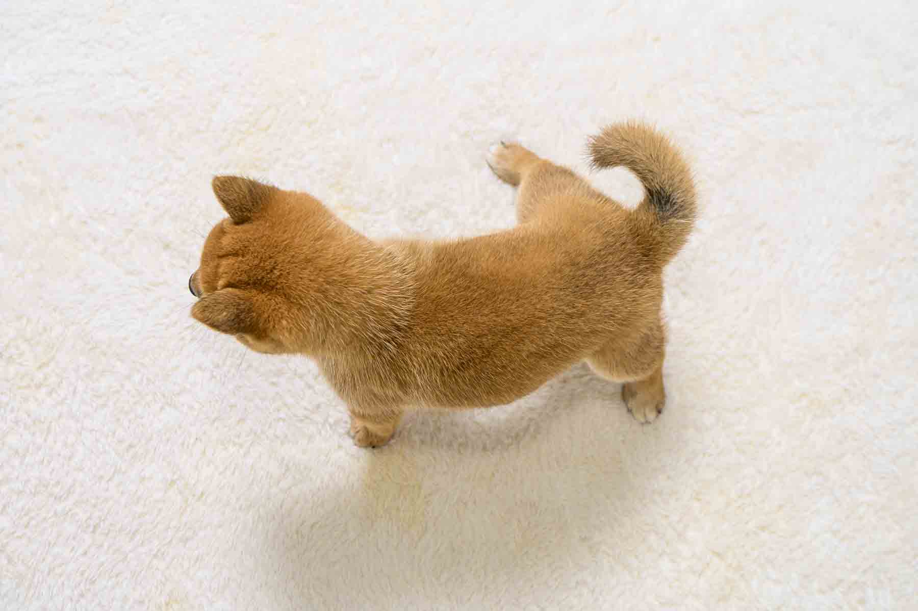 豆柴犬 販売子犬番号 ひとみちゃん 写真5