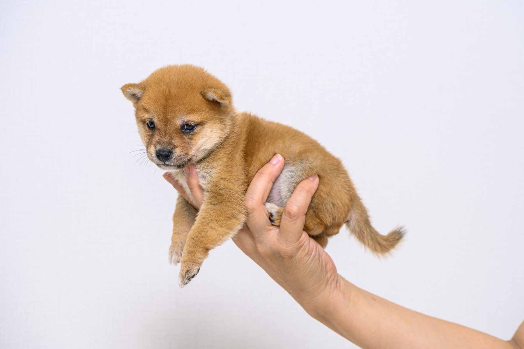 豆柴犬 販売子犬番号 たかひこくん 写真2