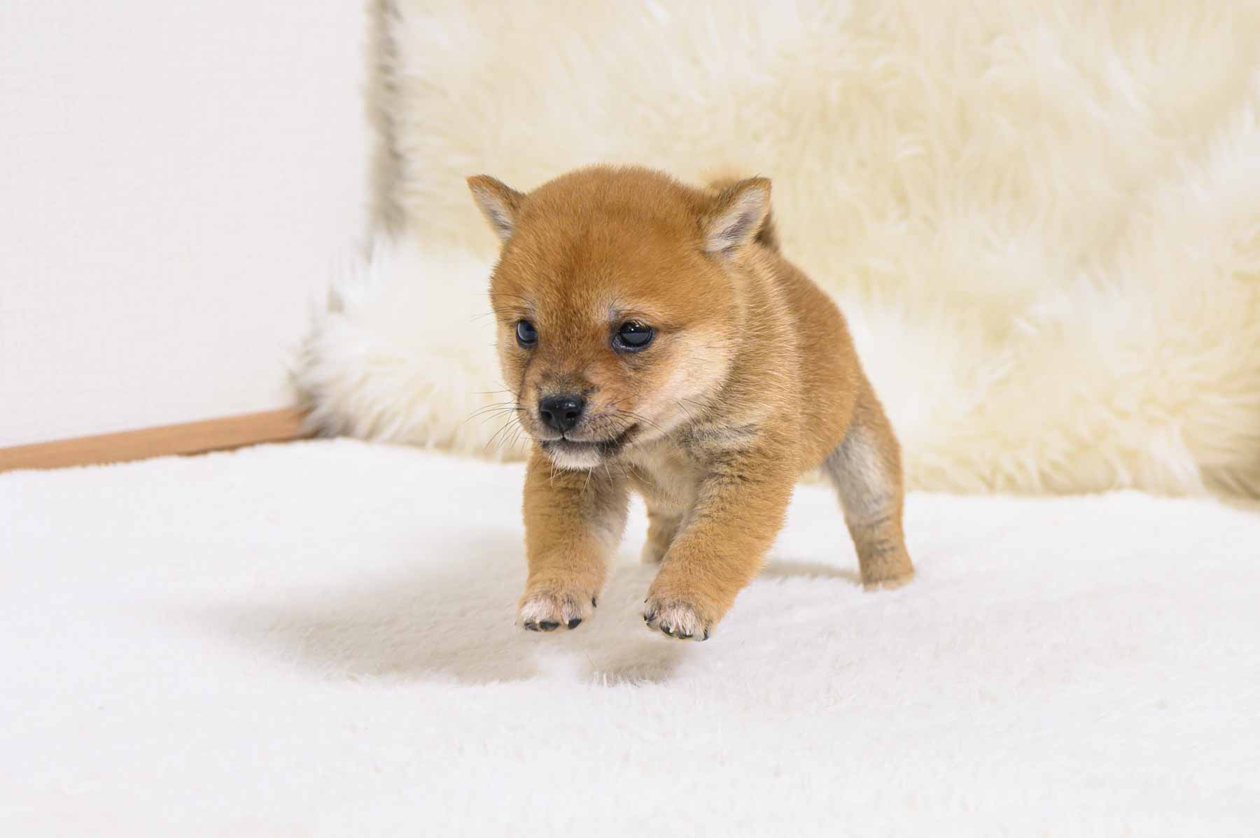 豆柴犬 販売子犬番号 たかひこくん 写真3
