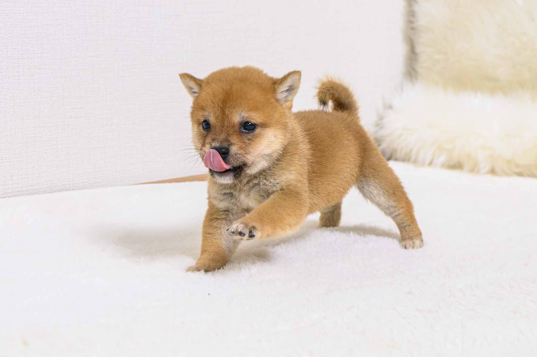 豆柴犬 販売子犬番号 たかひこくん 写真4