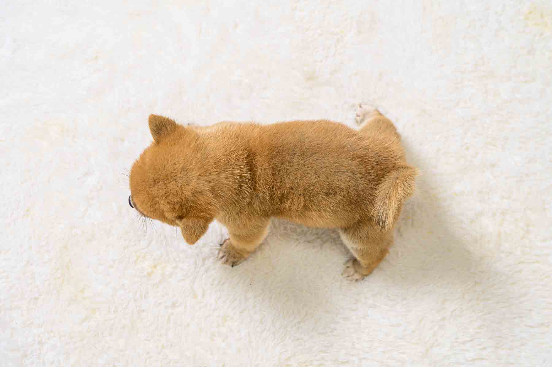 豆柴犬 販売子犬番号 たかひこくん 写真5