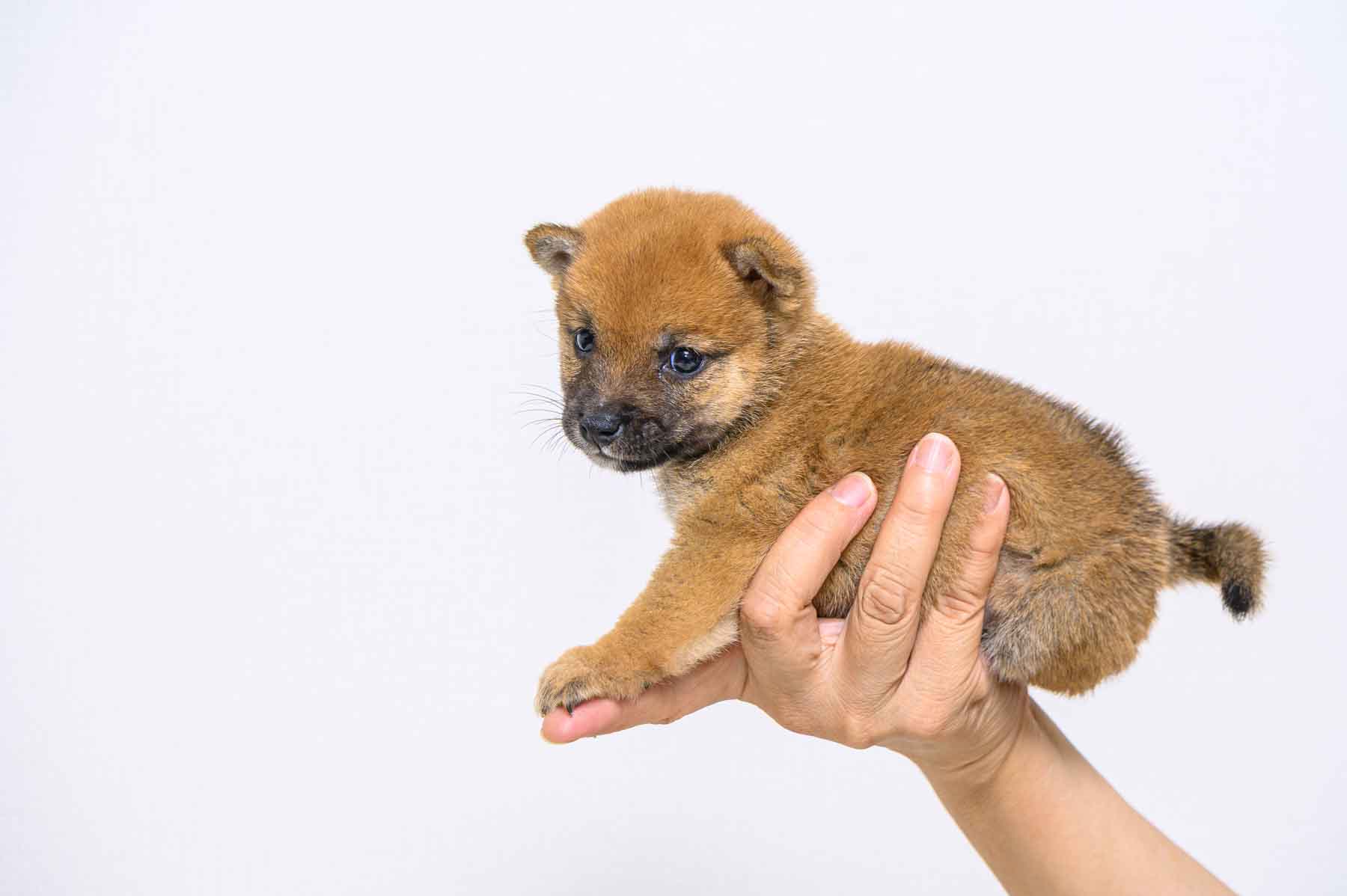 豆柴犬 販売子犬番号 たかしくん 写真2