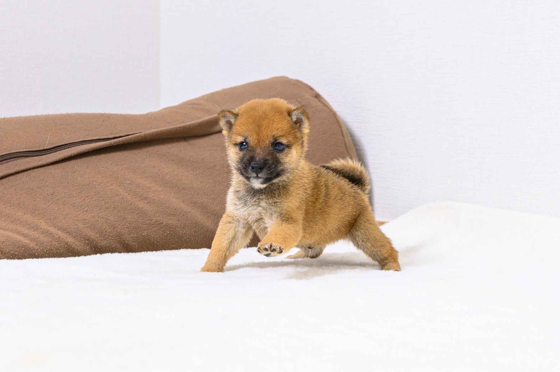 豆柴犬 販売子犬番号 たかしくん 写真3