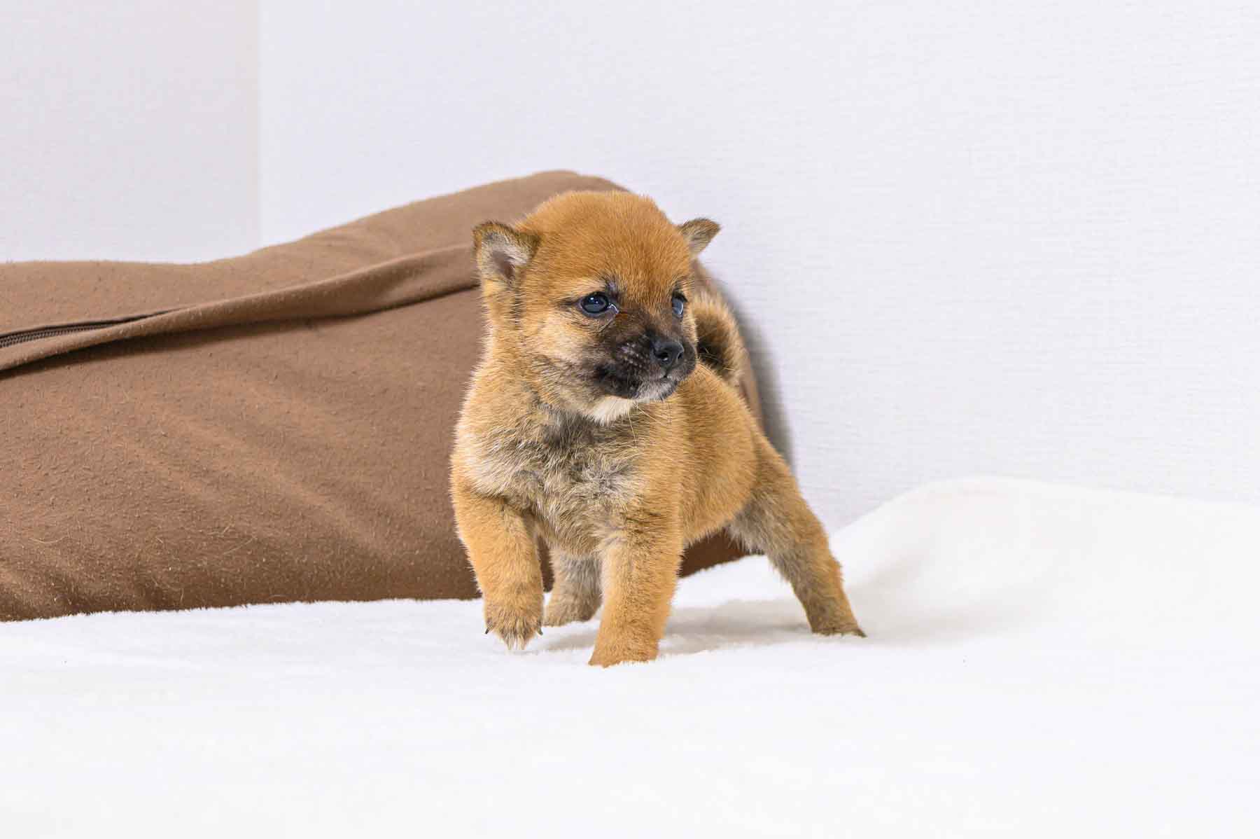 豆柴犬 販売子犬番号 たかしくん 写真4
