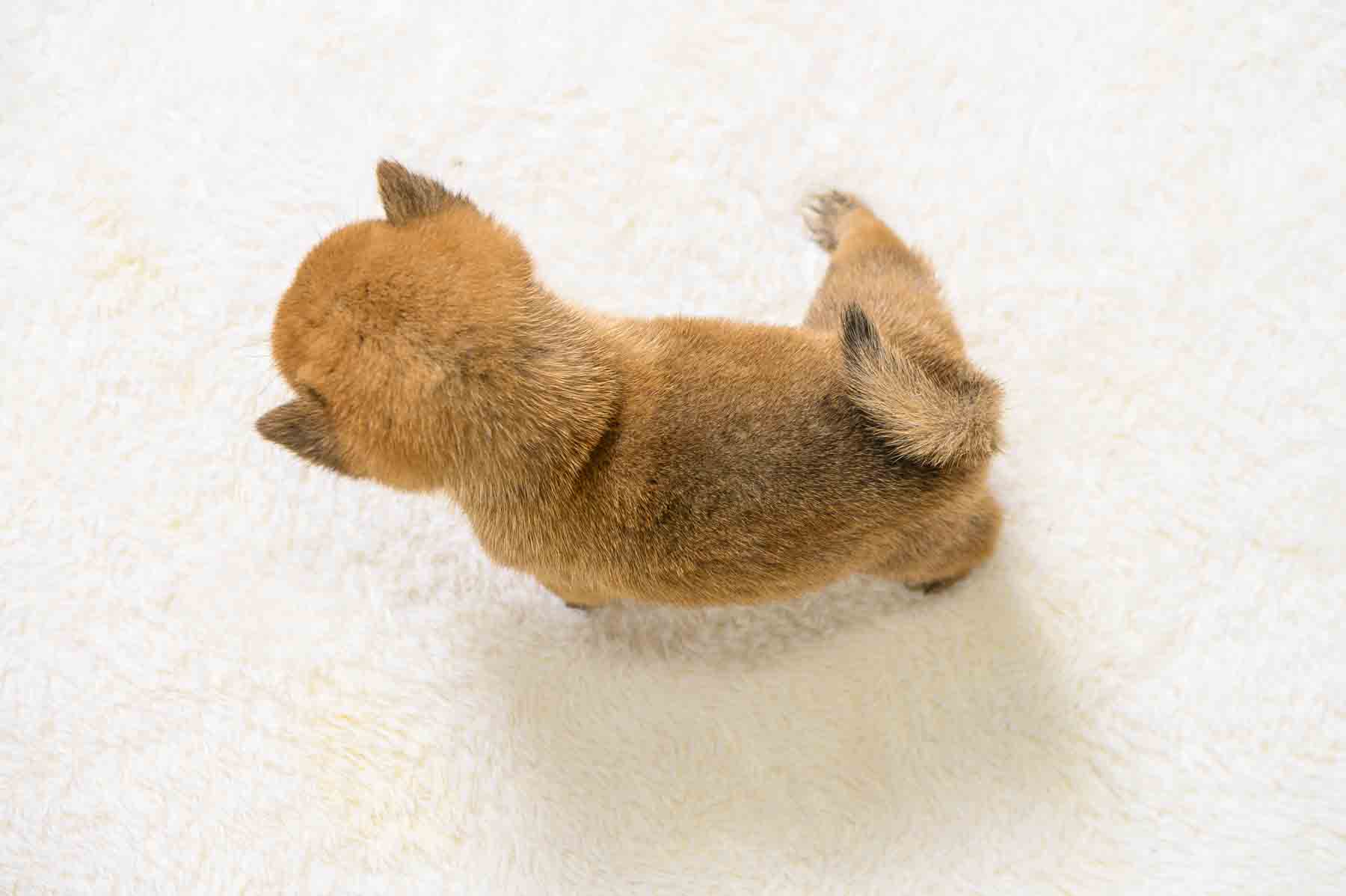 豆柴犬 販売子犬番号 たかしくん 写真5