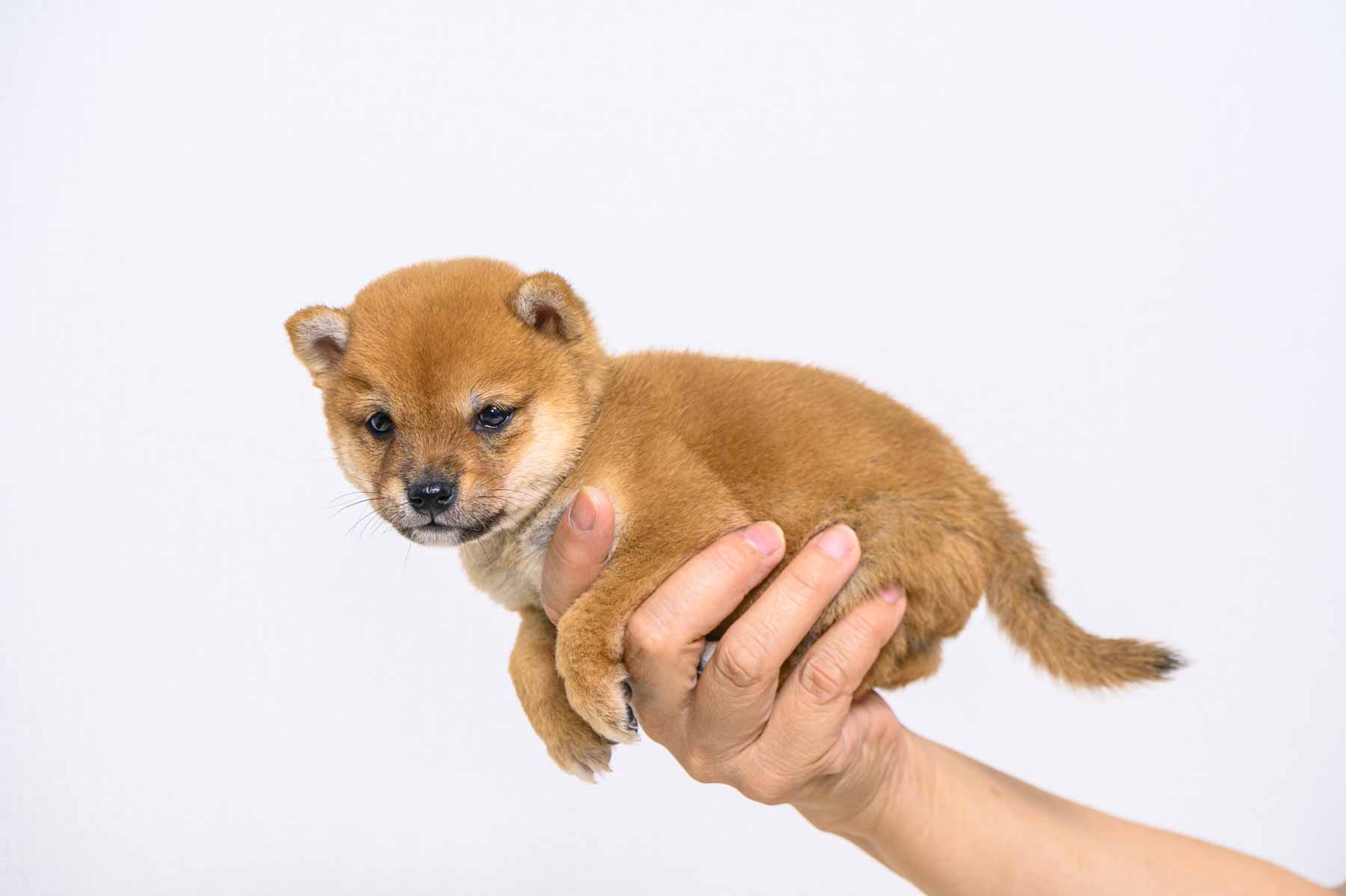 豆柴犬 販売子犬番号 たかゆきくん 写真2