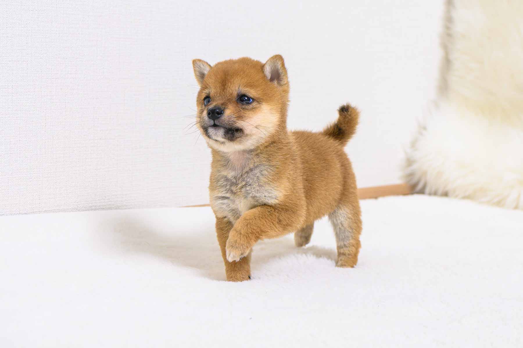 豆柴犬 販売子犬番号 たかゆきくん 写真3