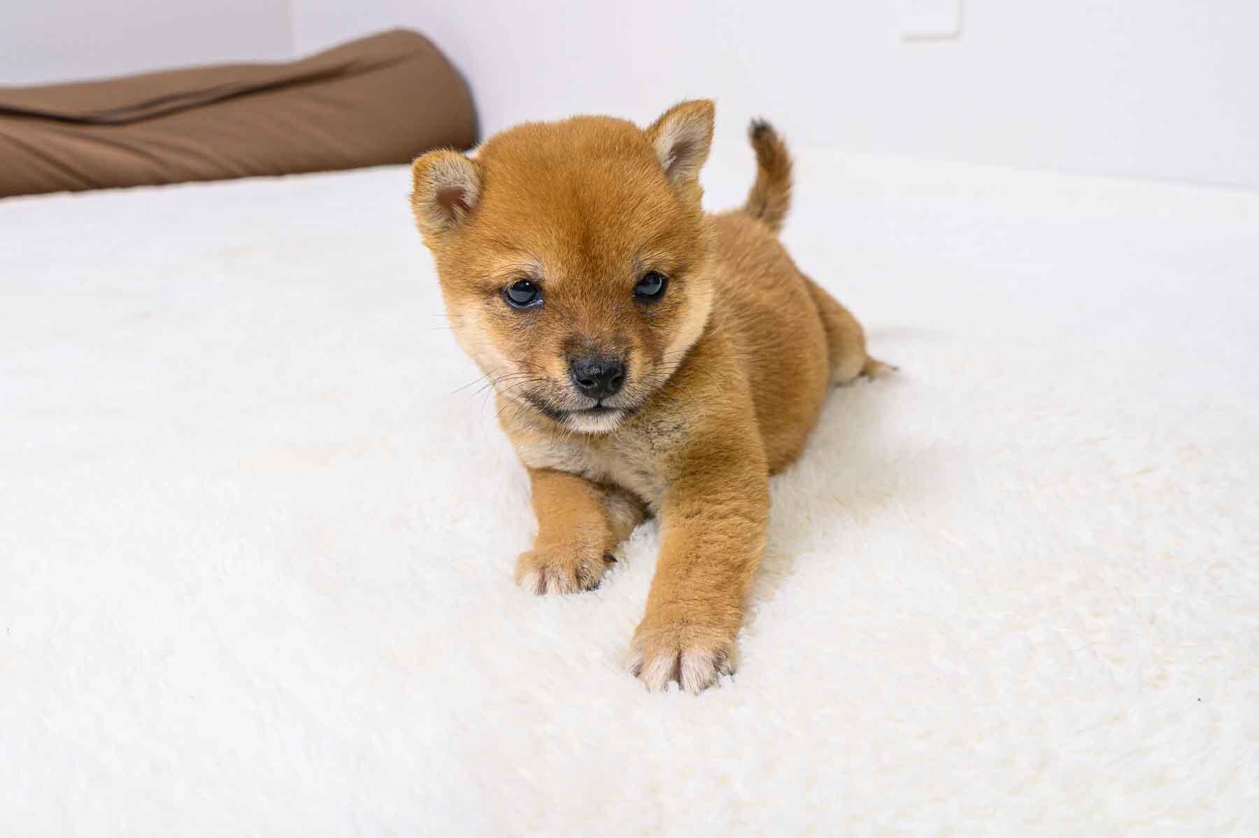 豆柴犬 販売子犬番号 たかゆきくん 写真4