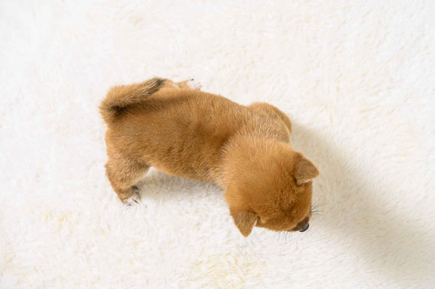 豆柴犬 販売子犬番号 たかゆきくん 写真5