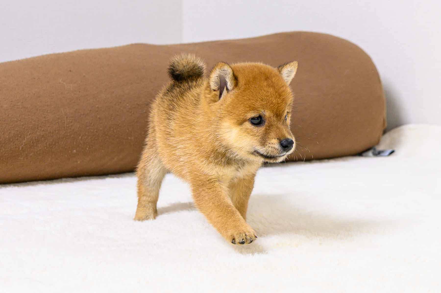 豆柴犬 販売子犬番号 ふみのちゃん 写真4