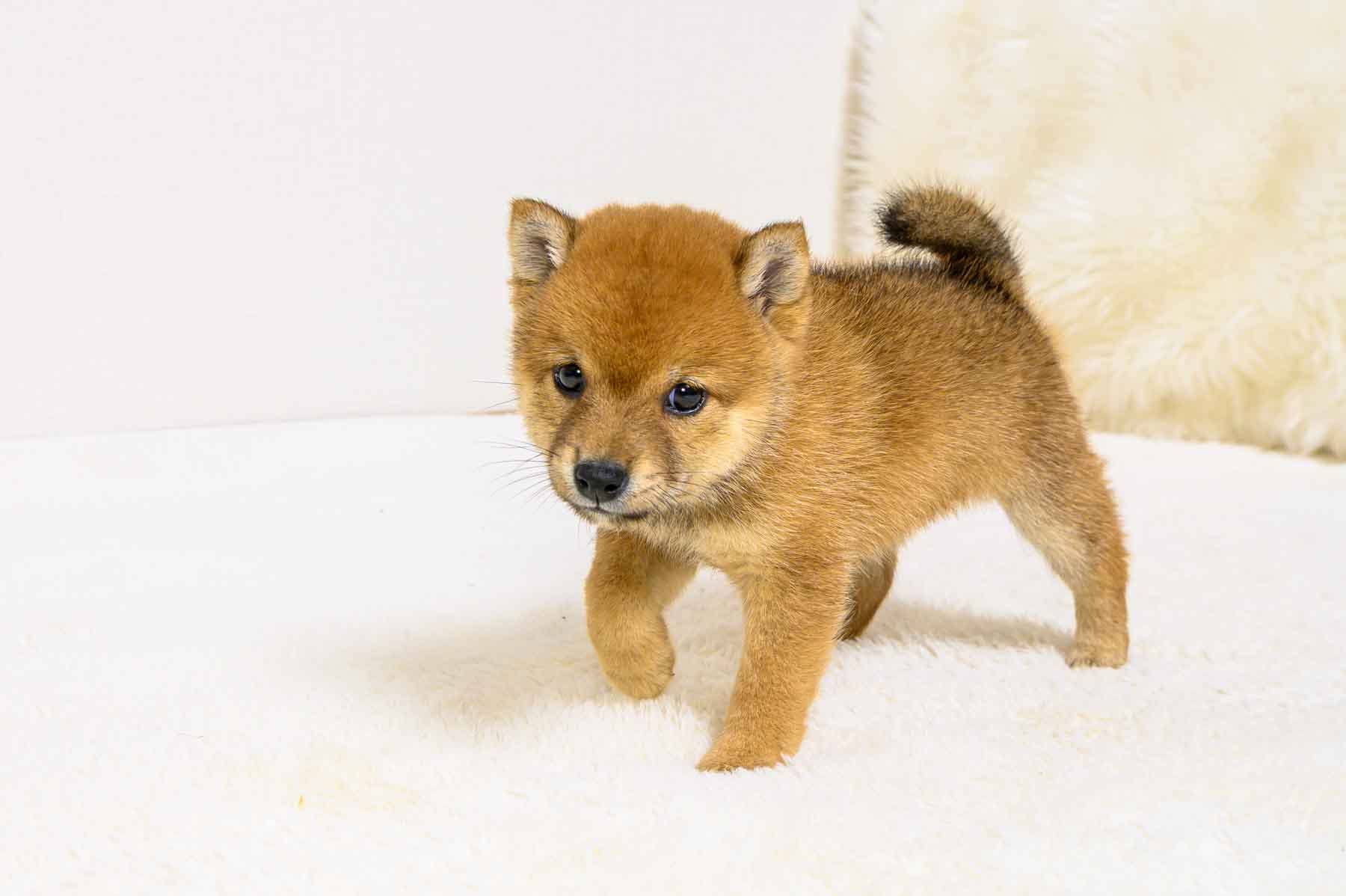 豆柴犬 販売子犬番号 ふみのちゃん 写真2