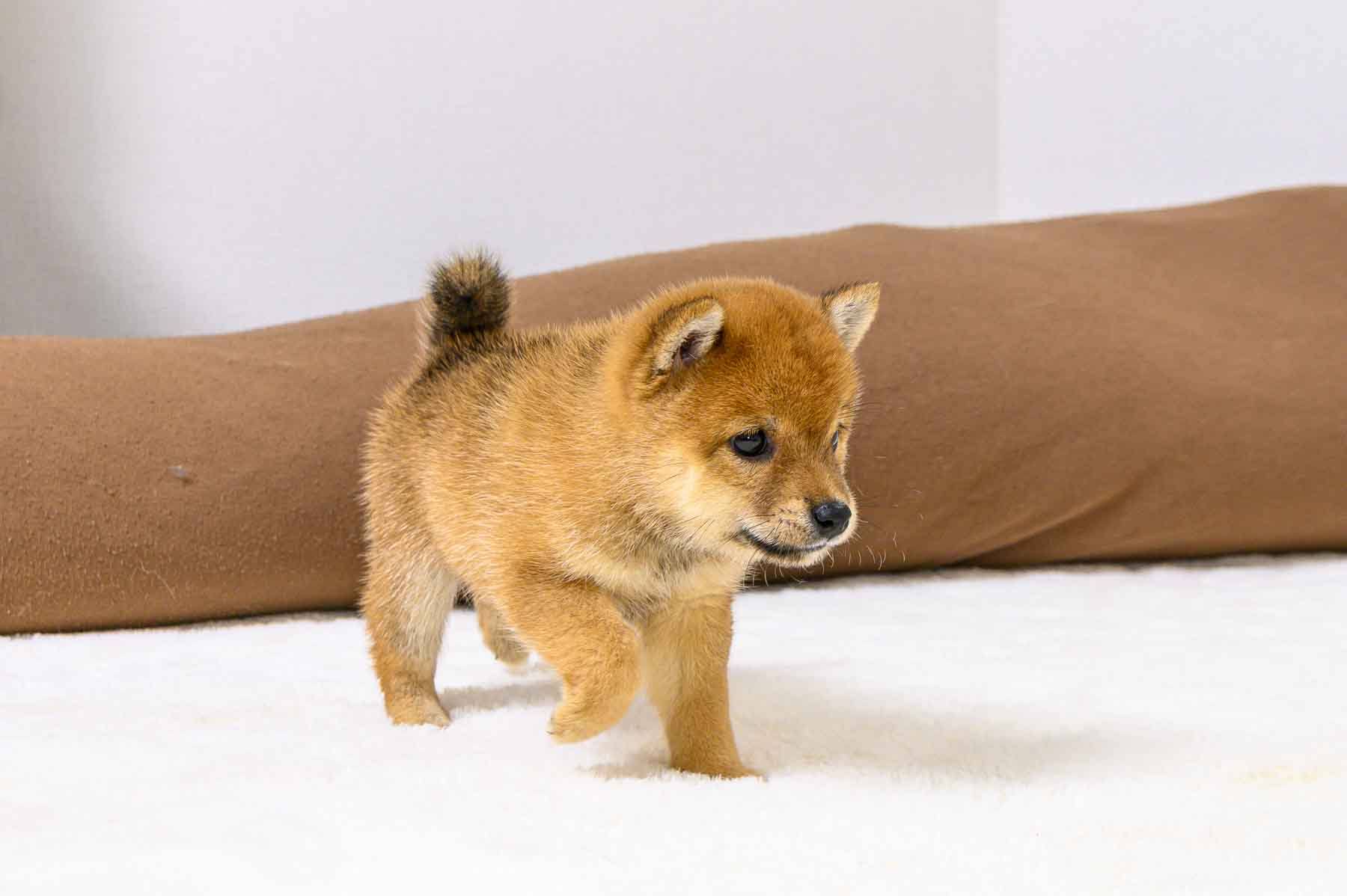 豆柴犬 販売子犬番号 ふみのちゃん 写真3