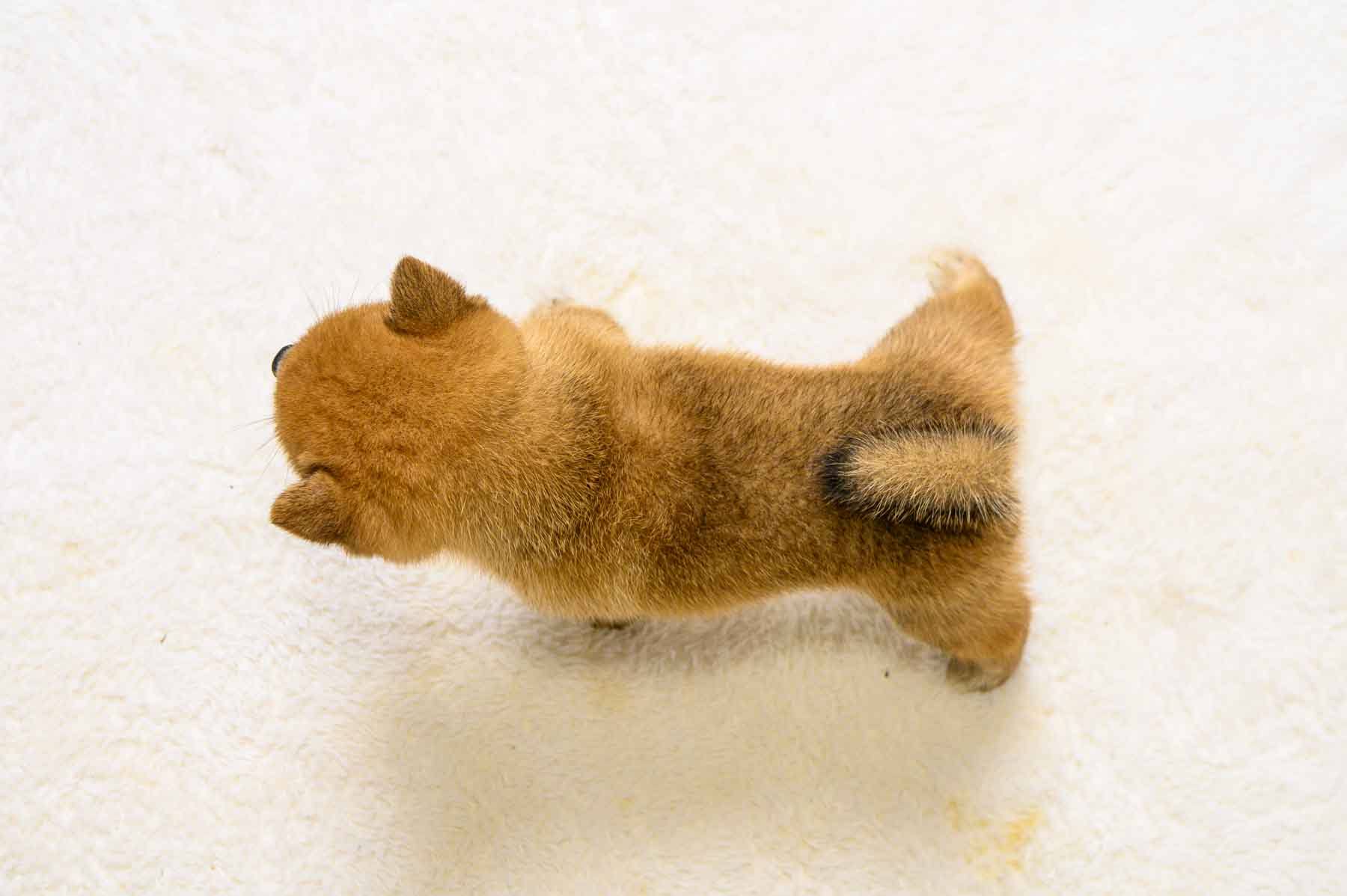 豆柴犬 販売子犬番号 ふみのちゃん 写真5