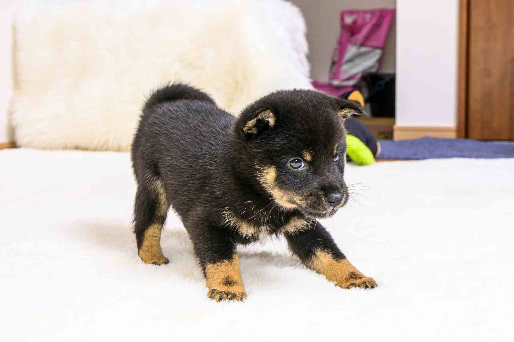 豆柴犬 販売子犬番号 のぞむくん 写真5