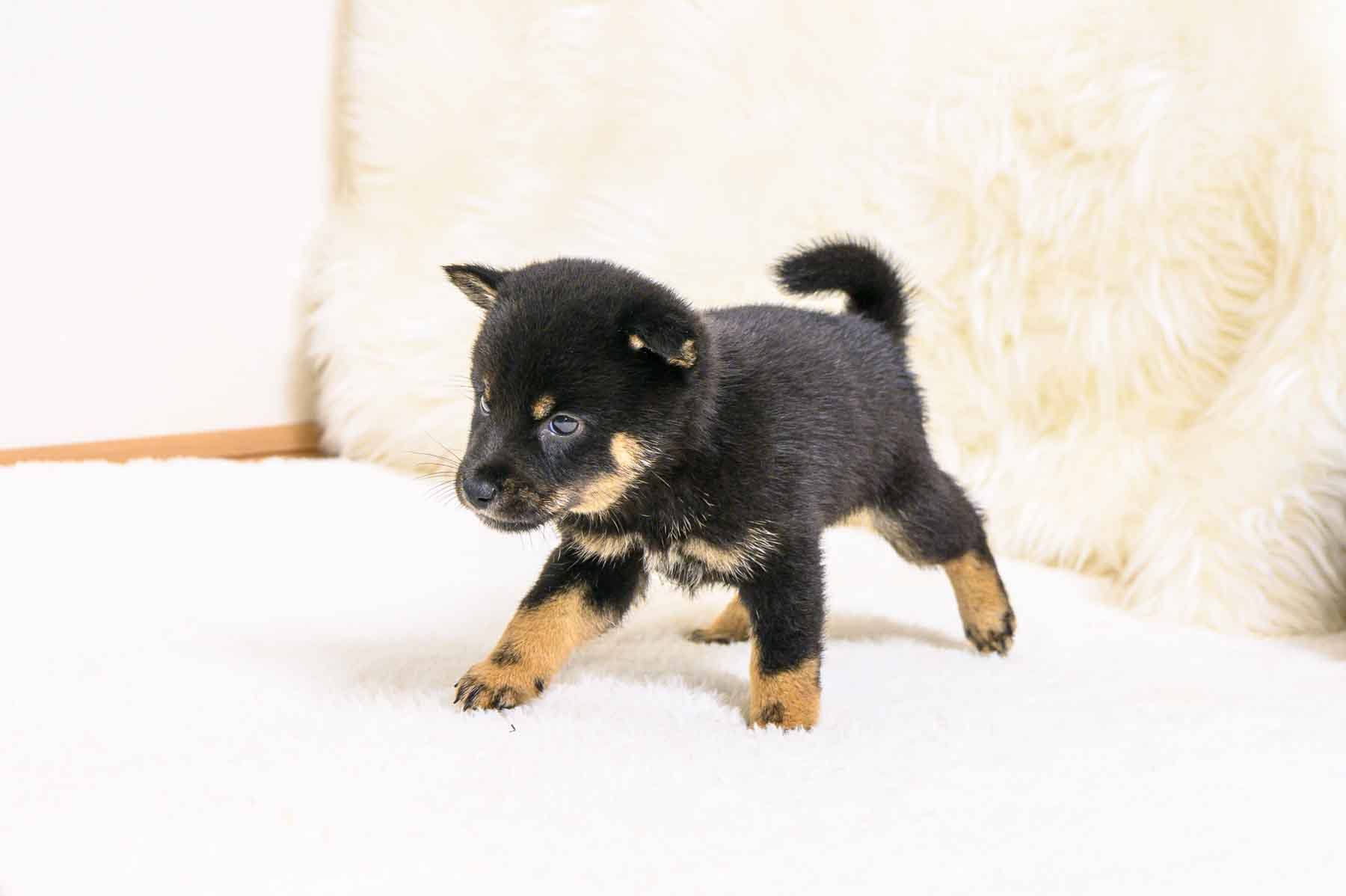 豆柴犬 販売子犬番号 のぞむくん 写真3