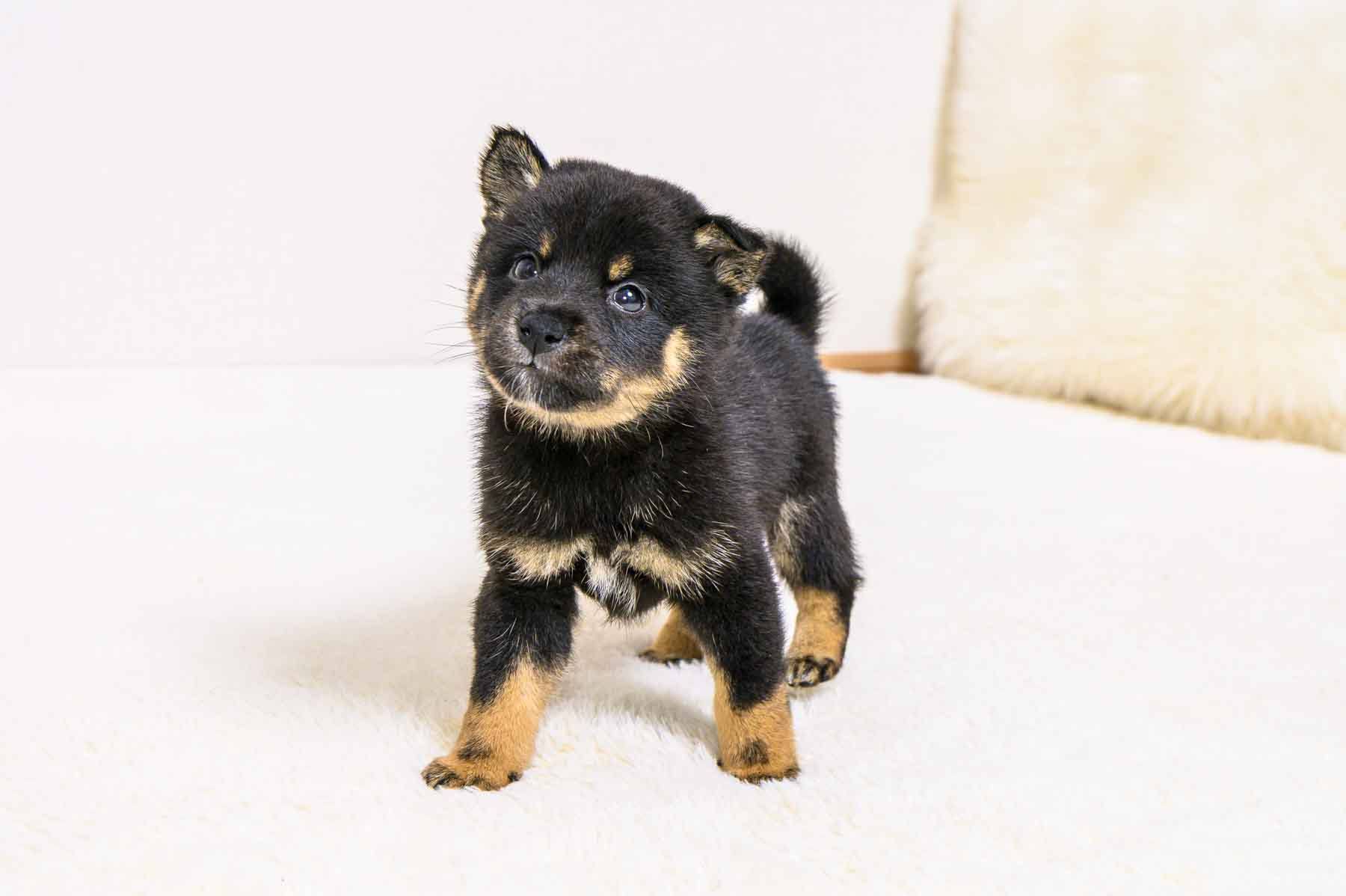 豆柴犬 販売子犬番号 のぞむくん 写真2