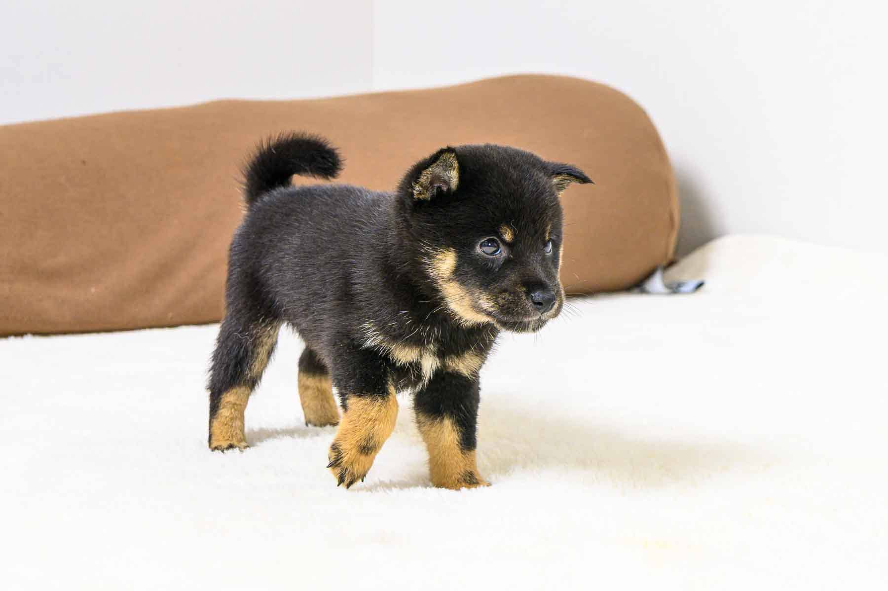 豆柴犬 販売子犬番号 のぞむくん 写真4