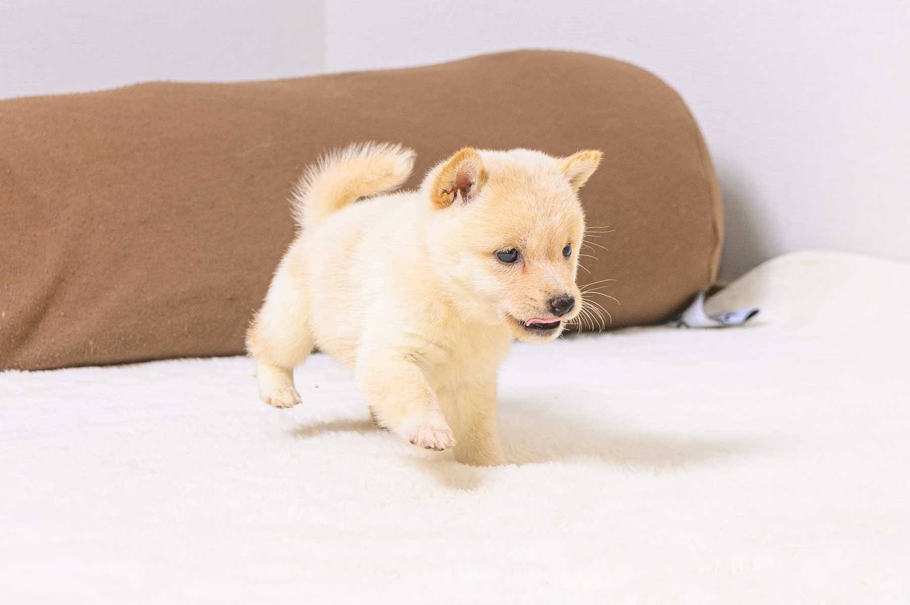 豆柴犬 販売子犬番号 みはるちゃん 写真2