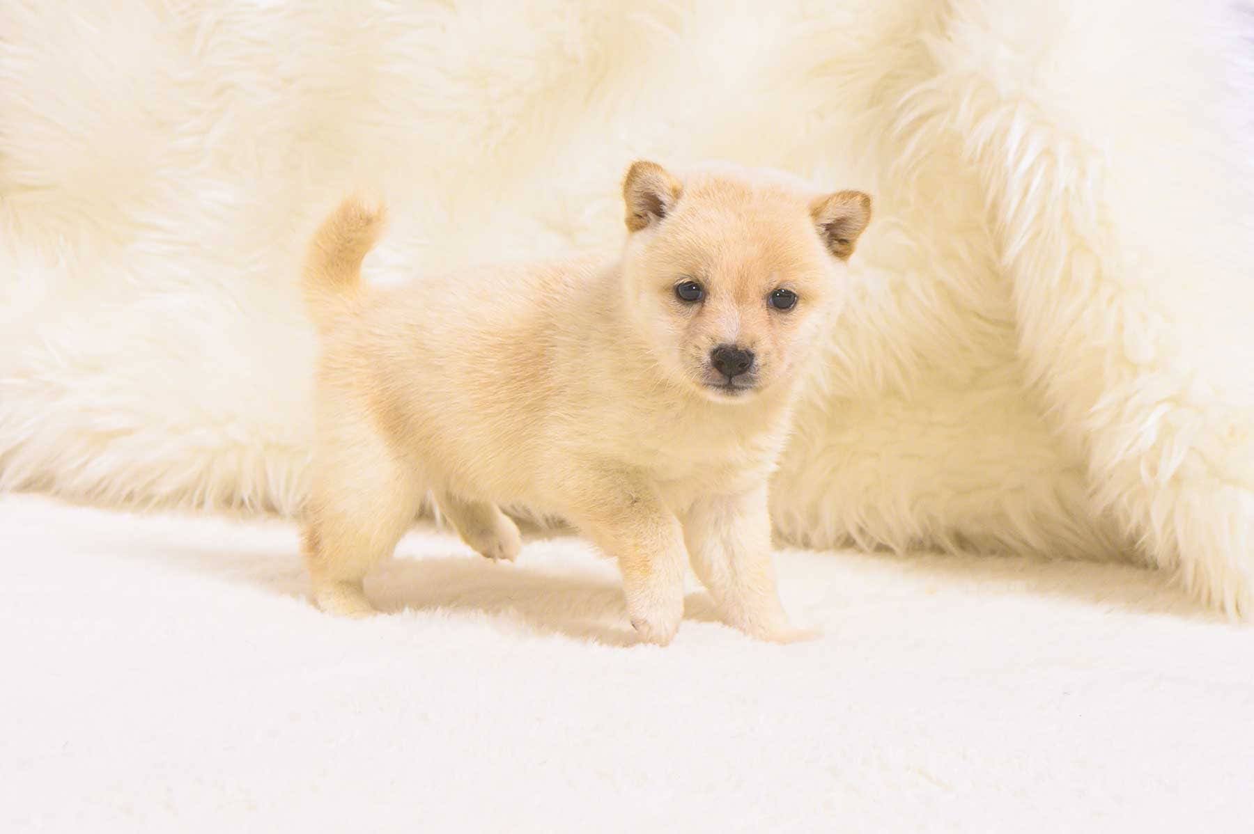 豆柴犬 販売子犬番号 みはるちゃん 写真3